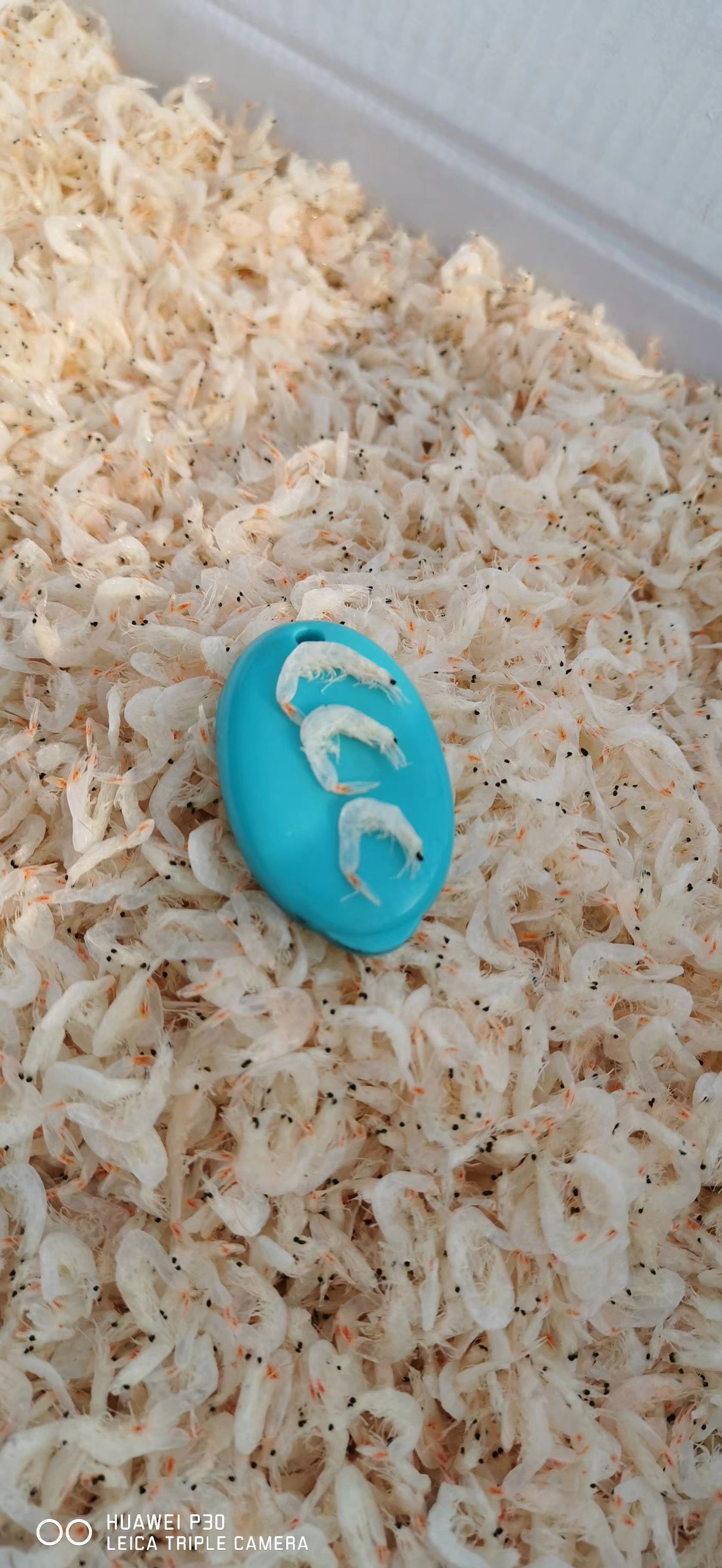 淡干虾皮，老幼皆宜。