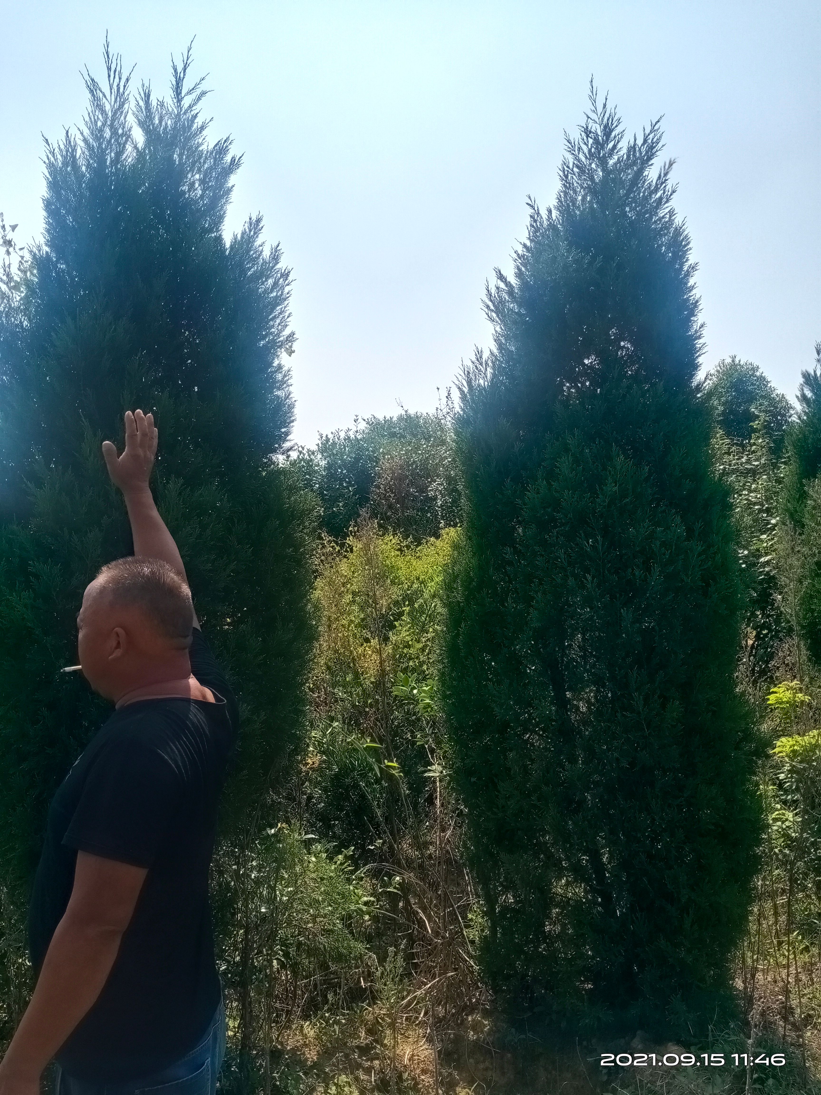 圆枝侧柏  塔柏