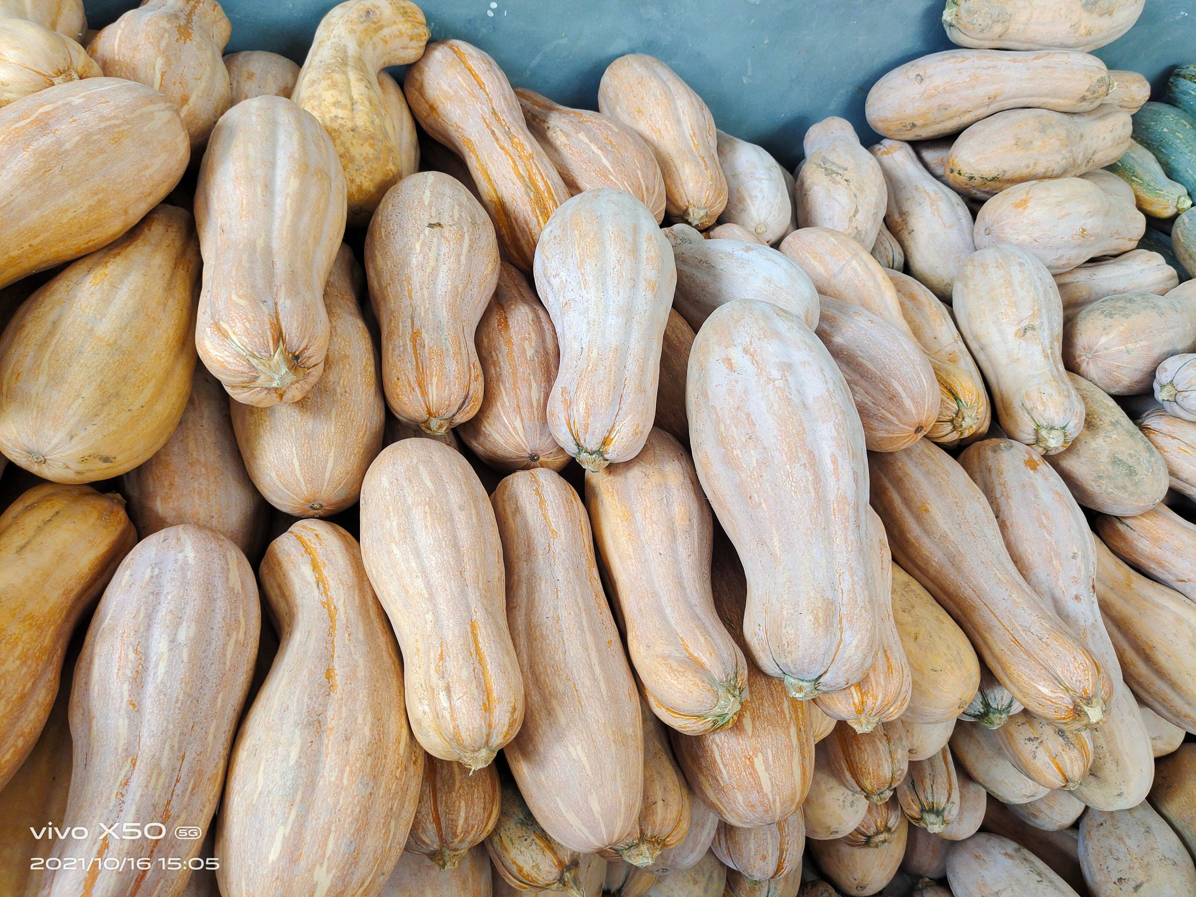 蜜本南瓜  金韩密本南瓜，老红瓜口感面甜颜色紫红，河南南阳新野大量上市中