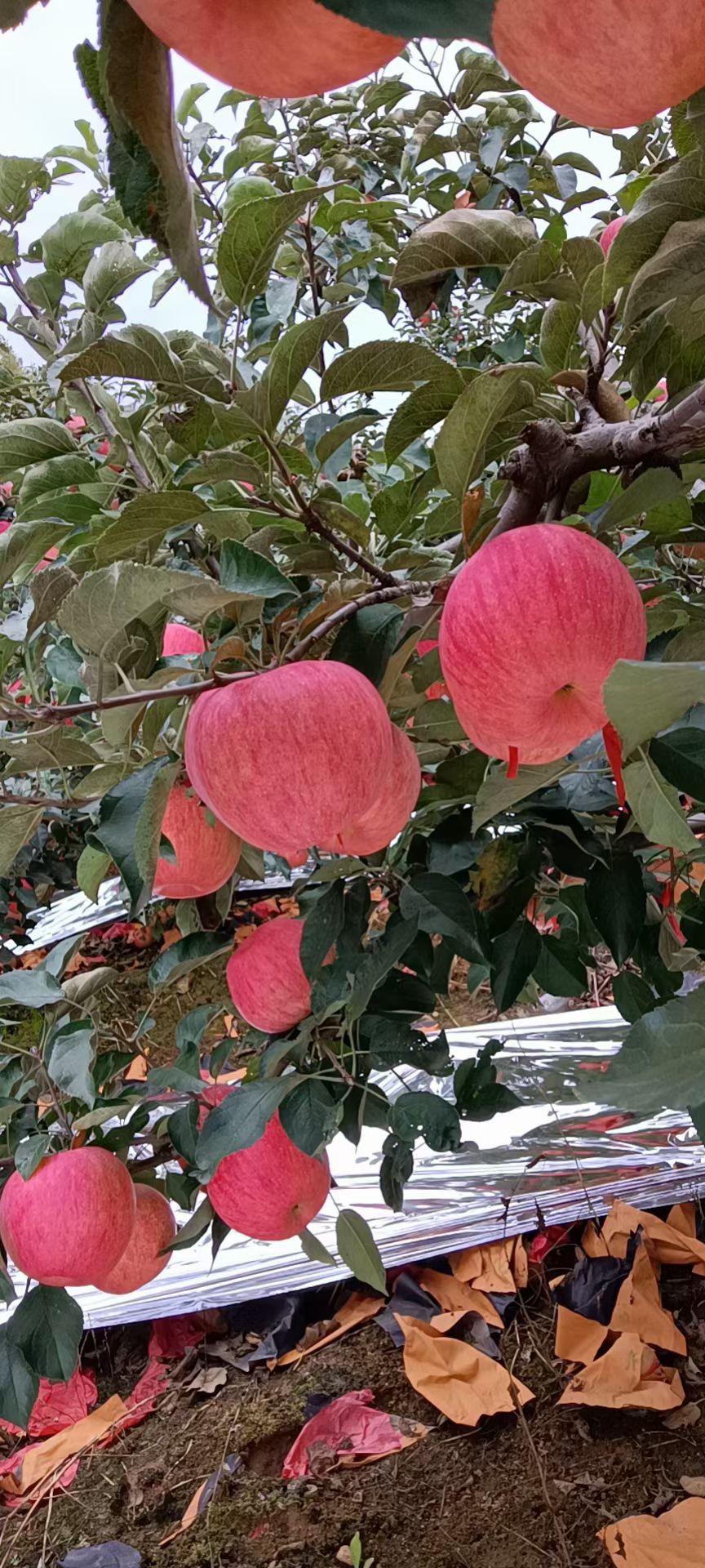 寒富苹果 全红寒富