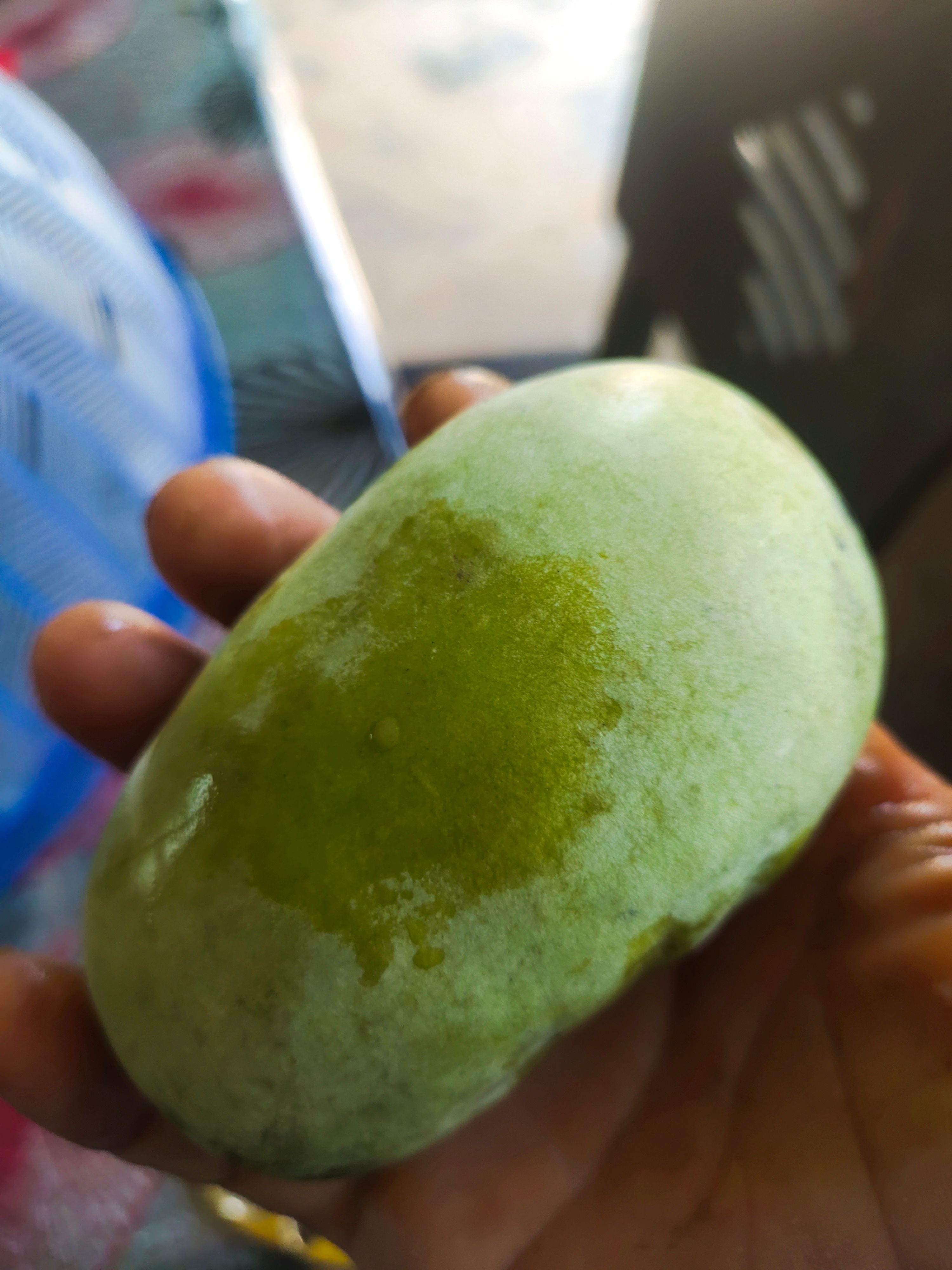 牛油果苗 供应美国泡泡果纯正苗木销售