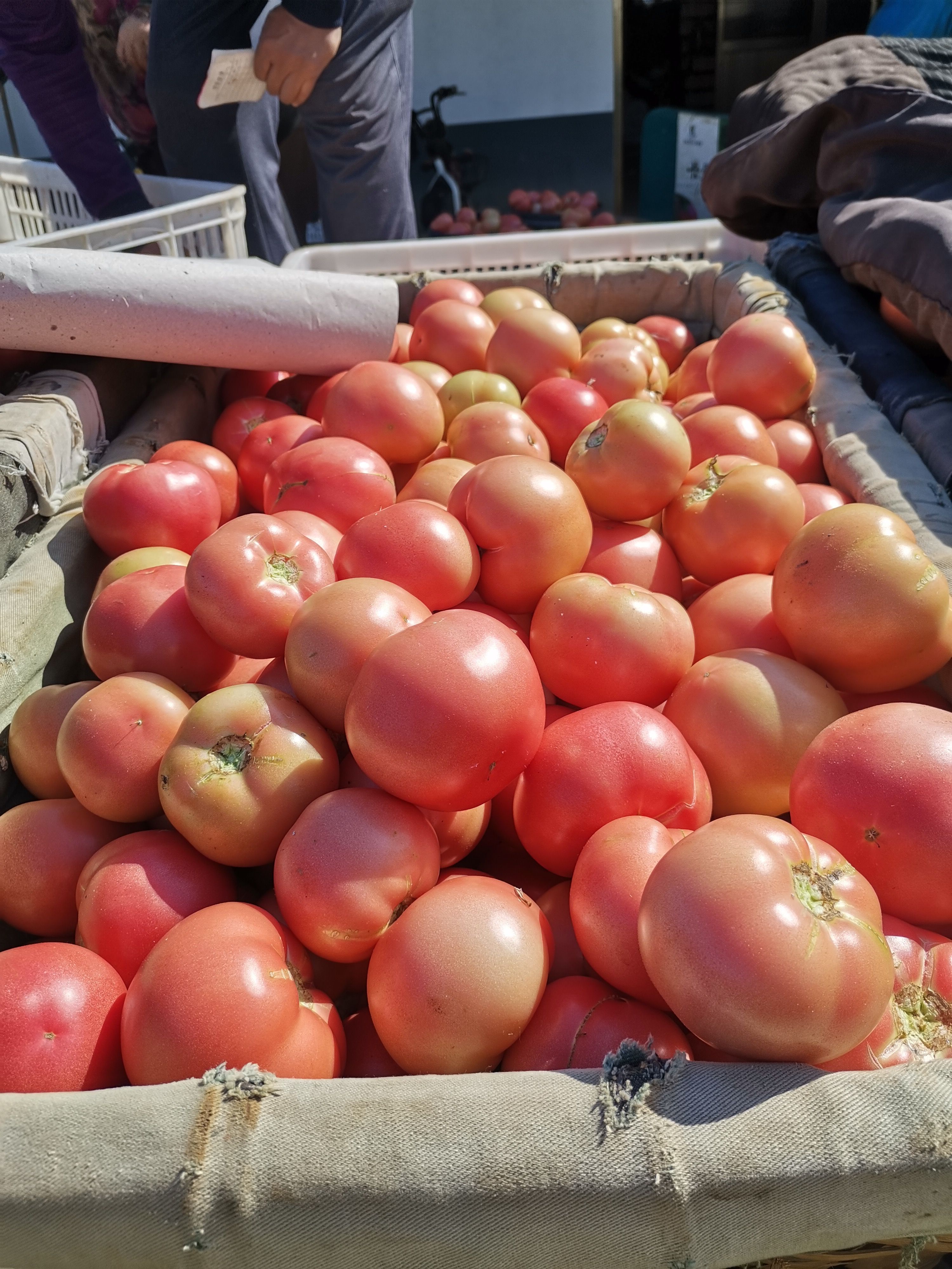 毛粉西红柿  无土栽培西红柿