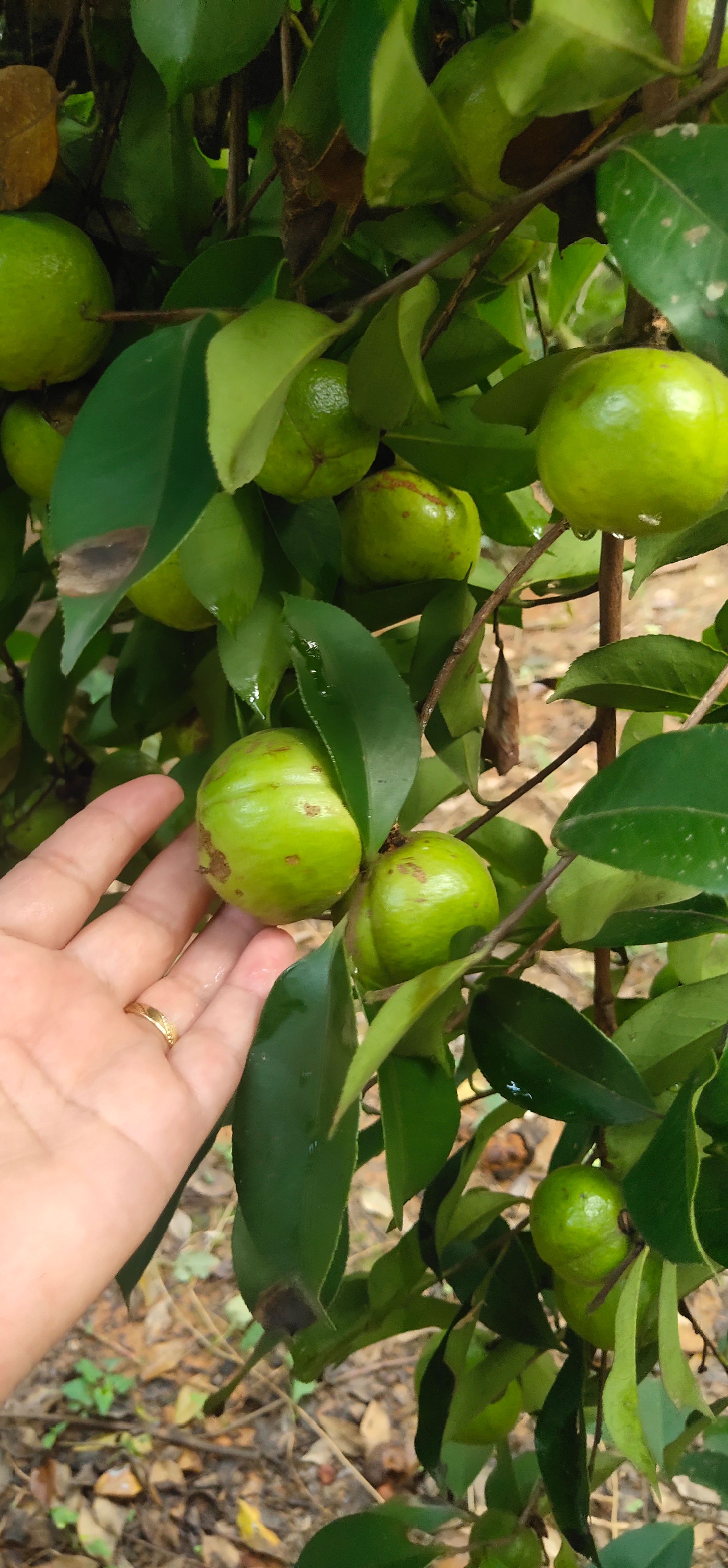 山茶籽 油茶生果，油率高……有收购老板欢迎来电。