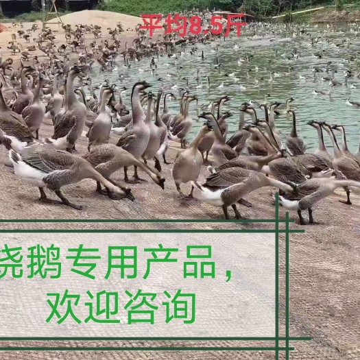 肇庆马岗鹅，黑棕鹅，70-120日，烧鹅专用大肥鹅