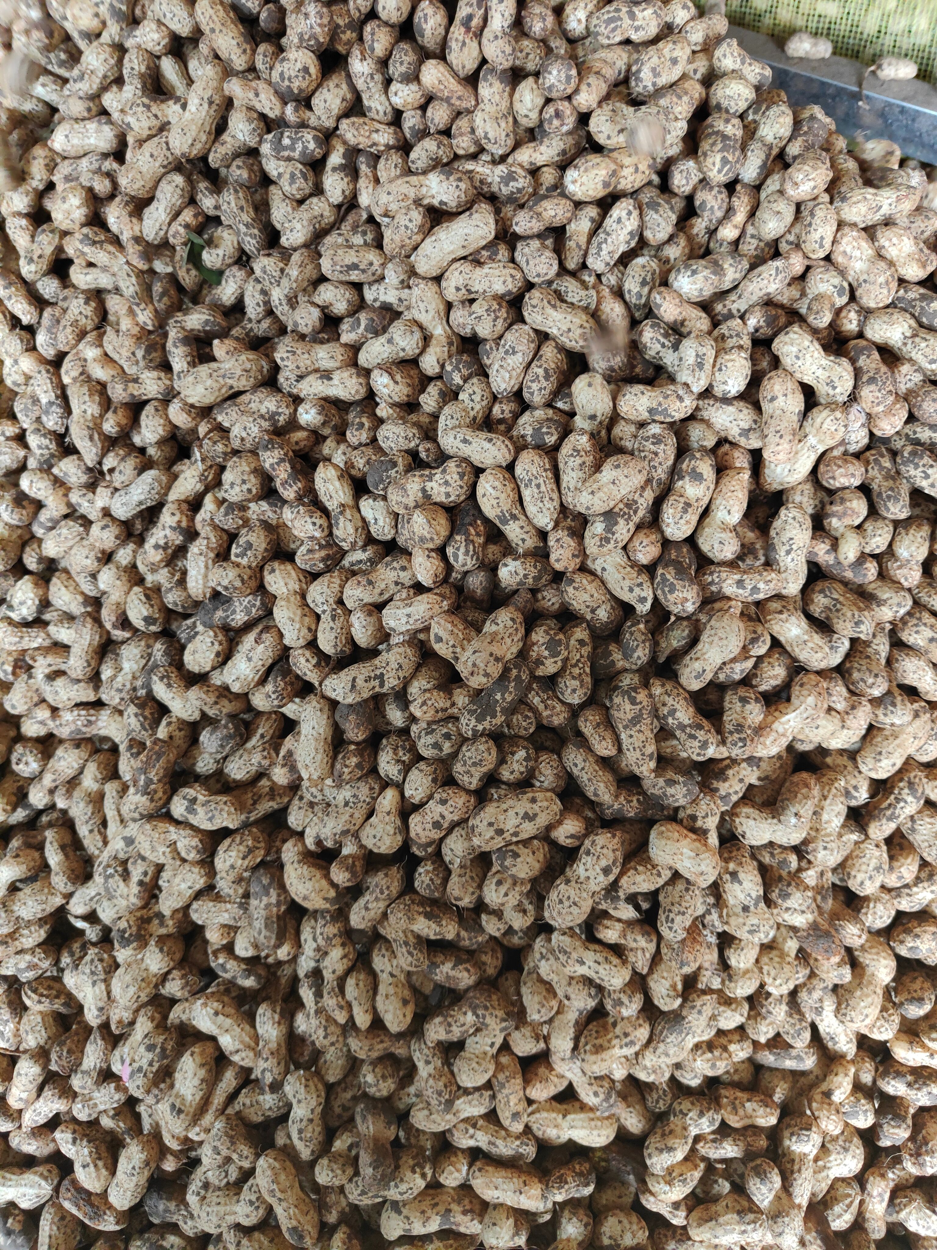  千亩基地直供精品鲜花生，电商，超市，加工厂，保质保量