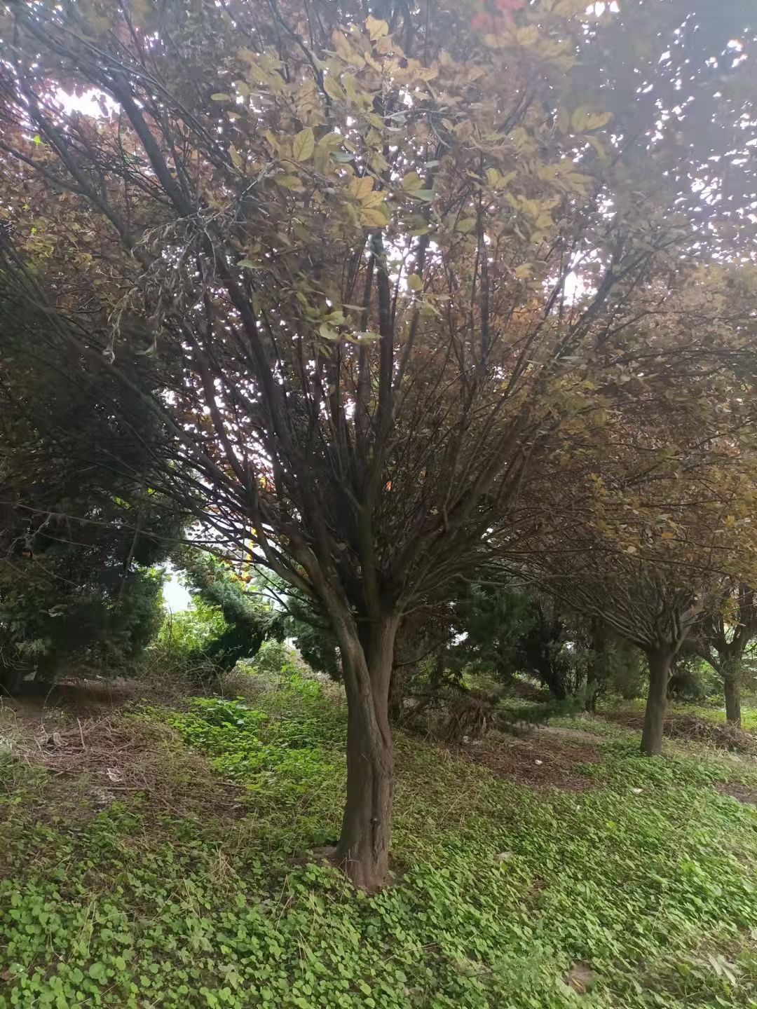 密枝红叶李 紫叶李行道树处理