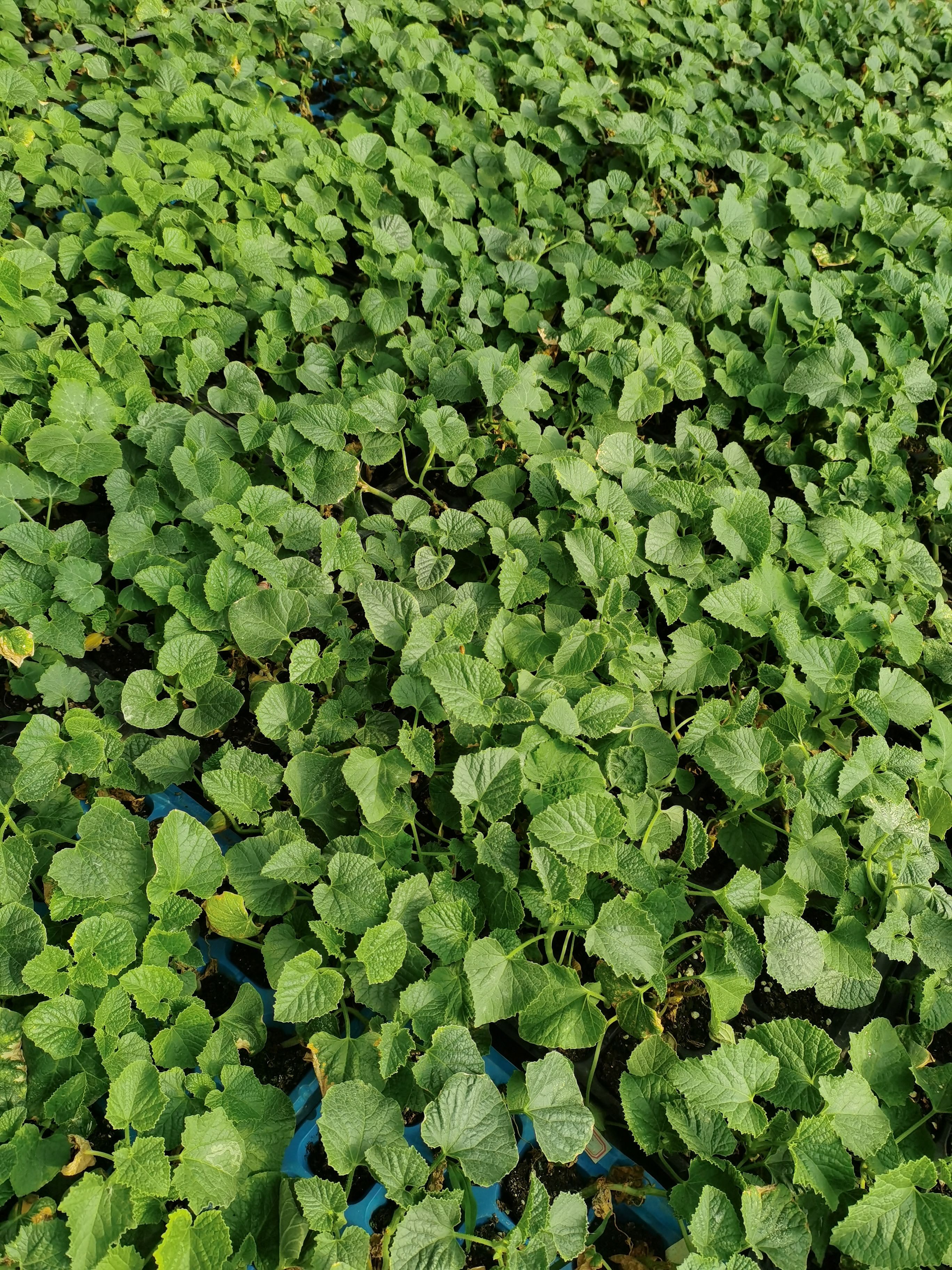 早佳8424西瓜苗  丰乐五号