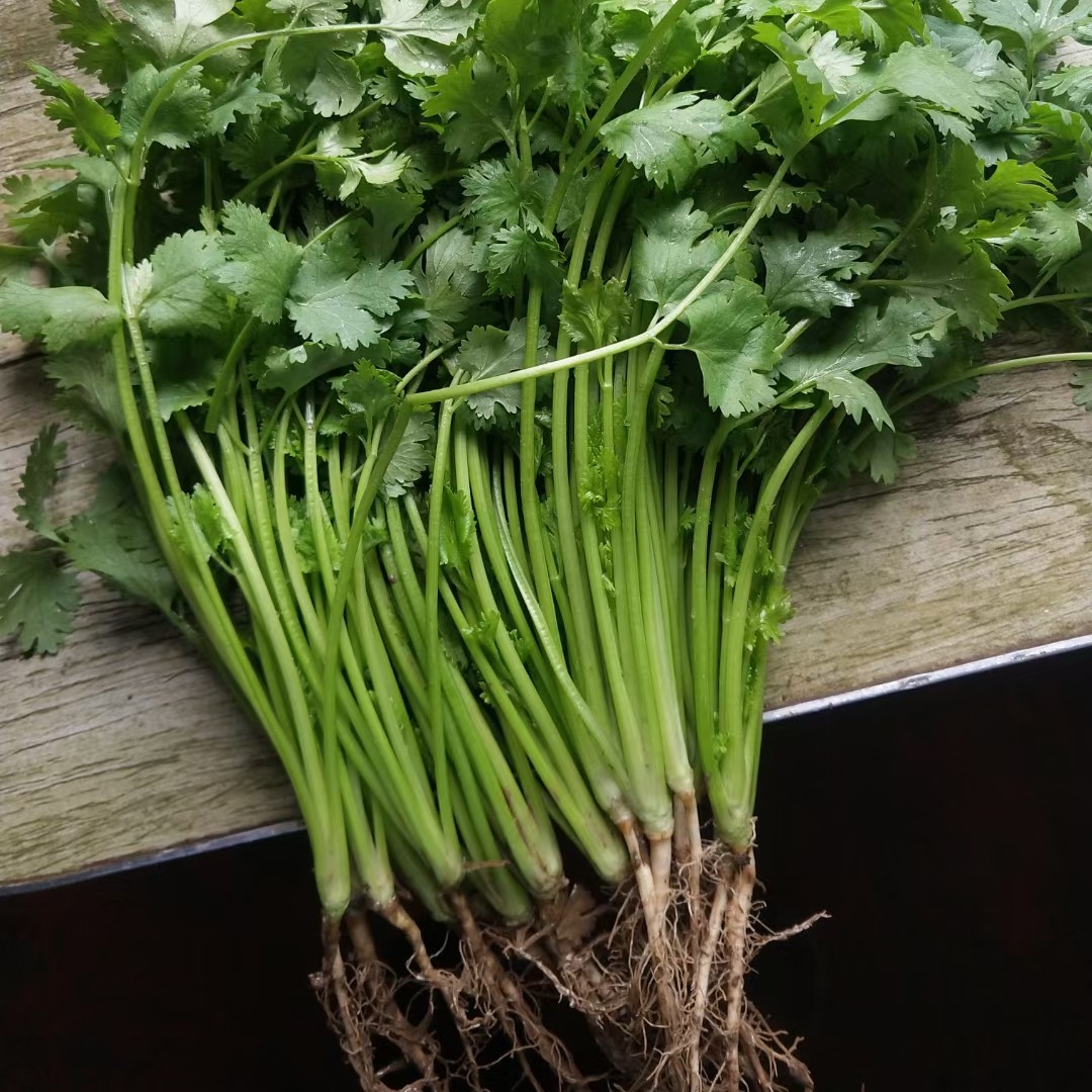 香菜产地『香菜产地主要在哪个省』