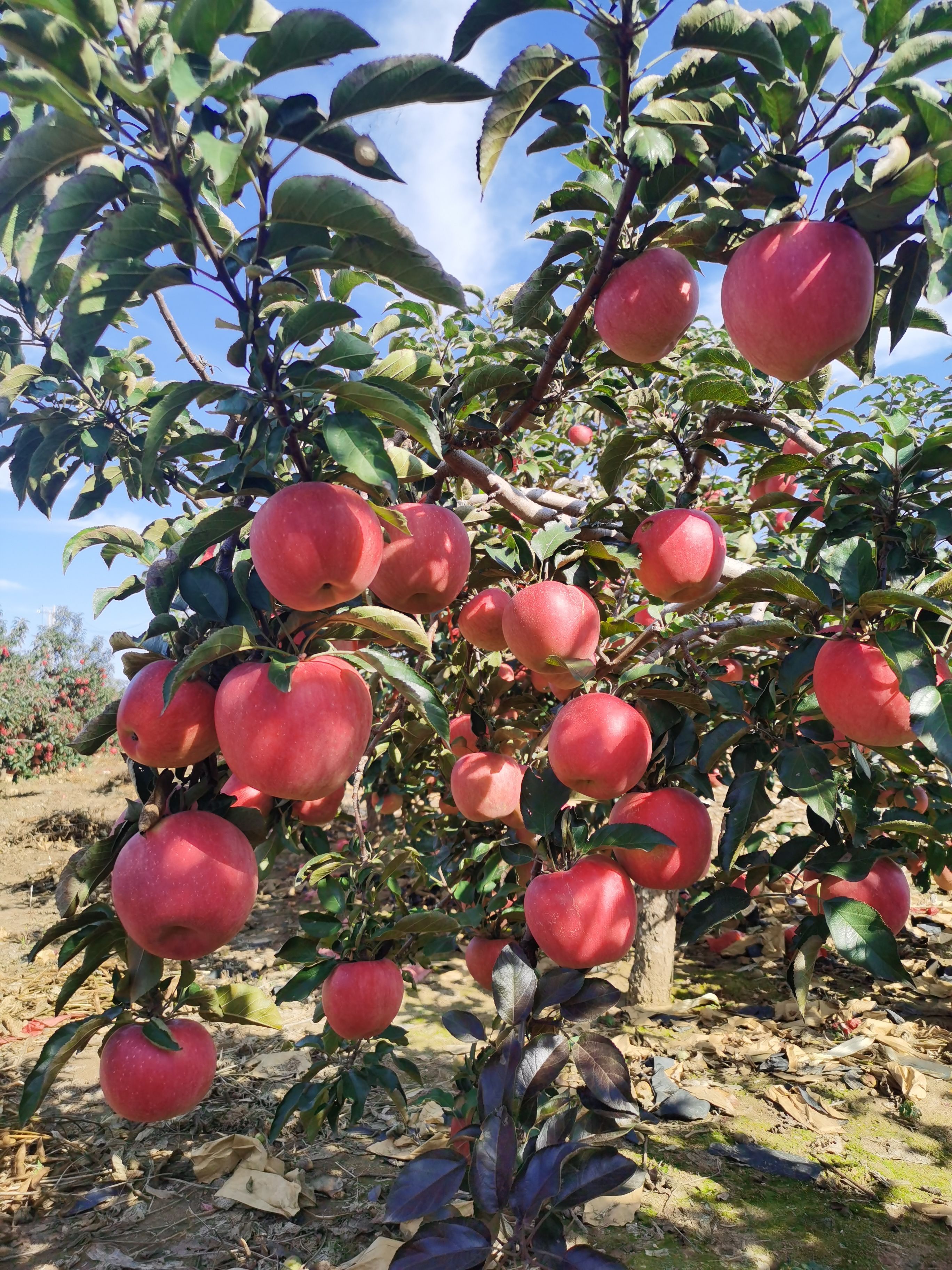 新民市新农乡二十万斤寒富苹果出售，山坡种植，口感好，糖分高