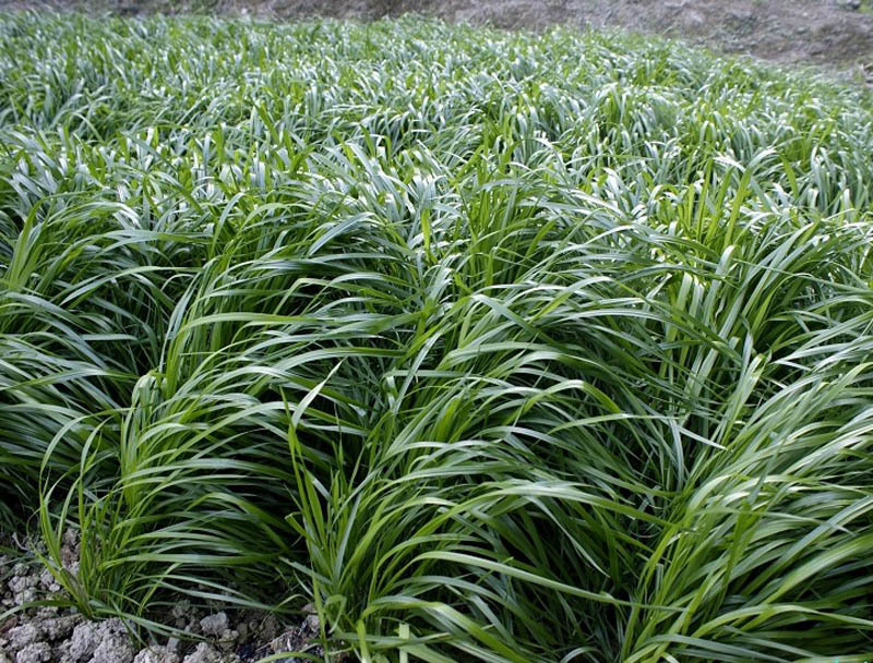 黑麦草宽叶牧草包邮
