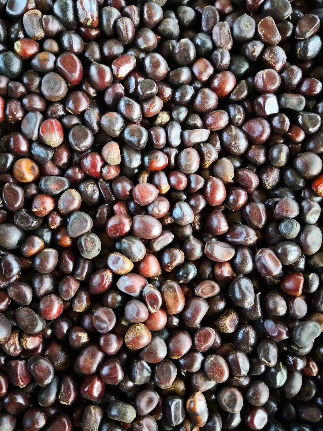 赤芍种苗  赤芍种子，纯新育苗种子，基地直销，欢迎咨询订购