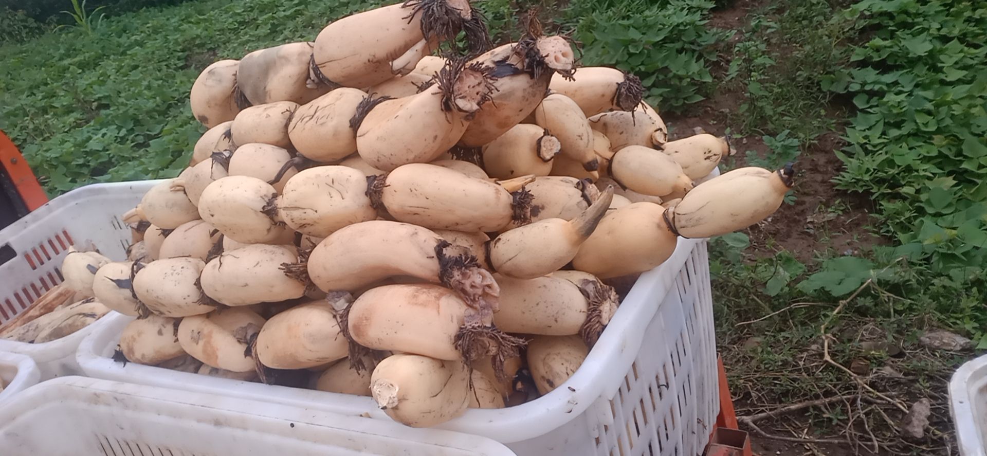 莲藕！现挖莲藕！每天都出货量！个头大，精品货，口感好，