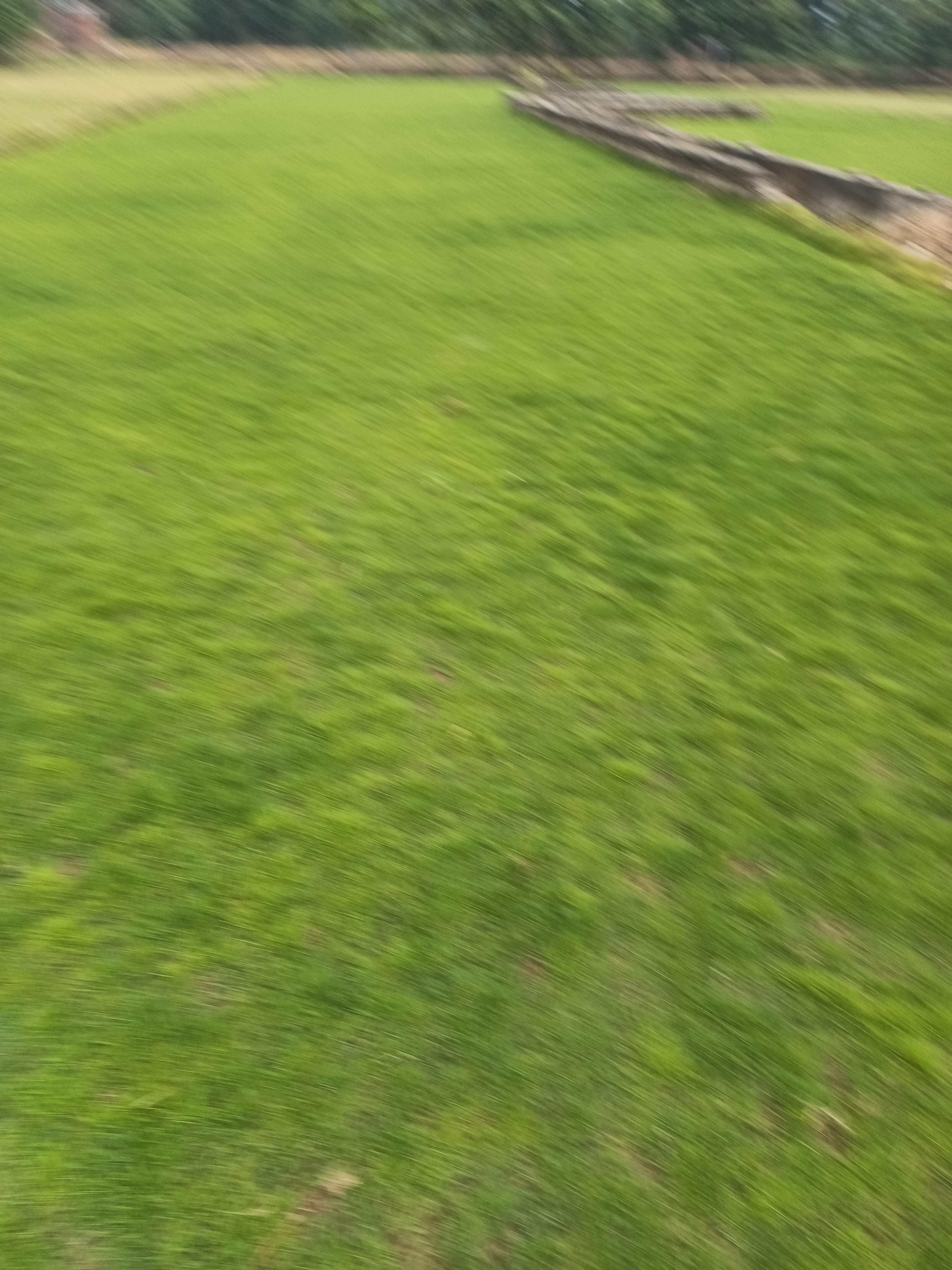  草基地直销，大量优质草皮！草卷丶草块，价格合理。欢迎选购