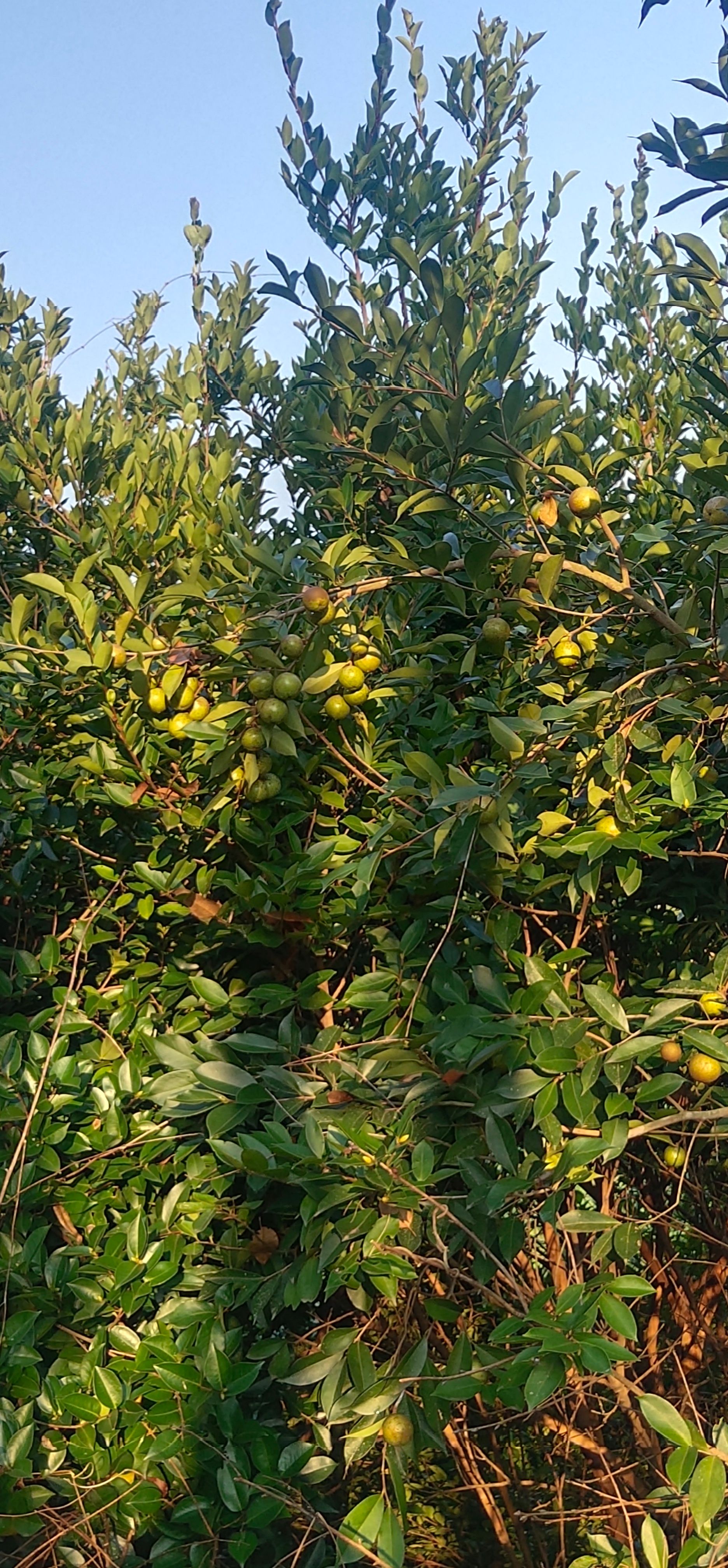 山茶籽 油茶生果，油率高……有收购老板欢迎来电。