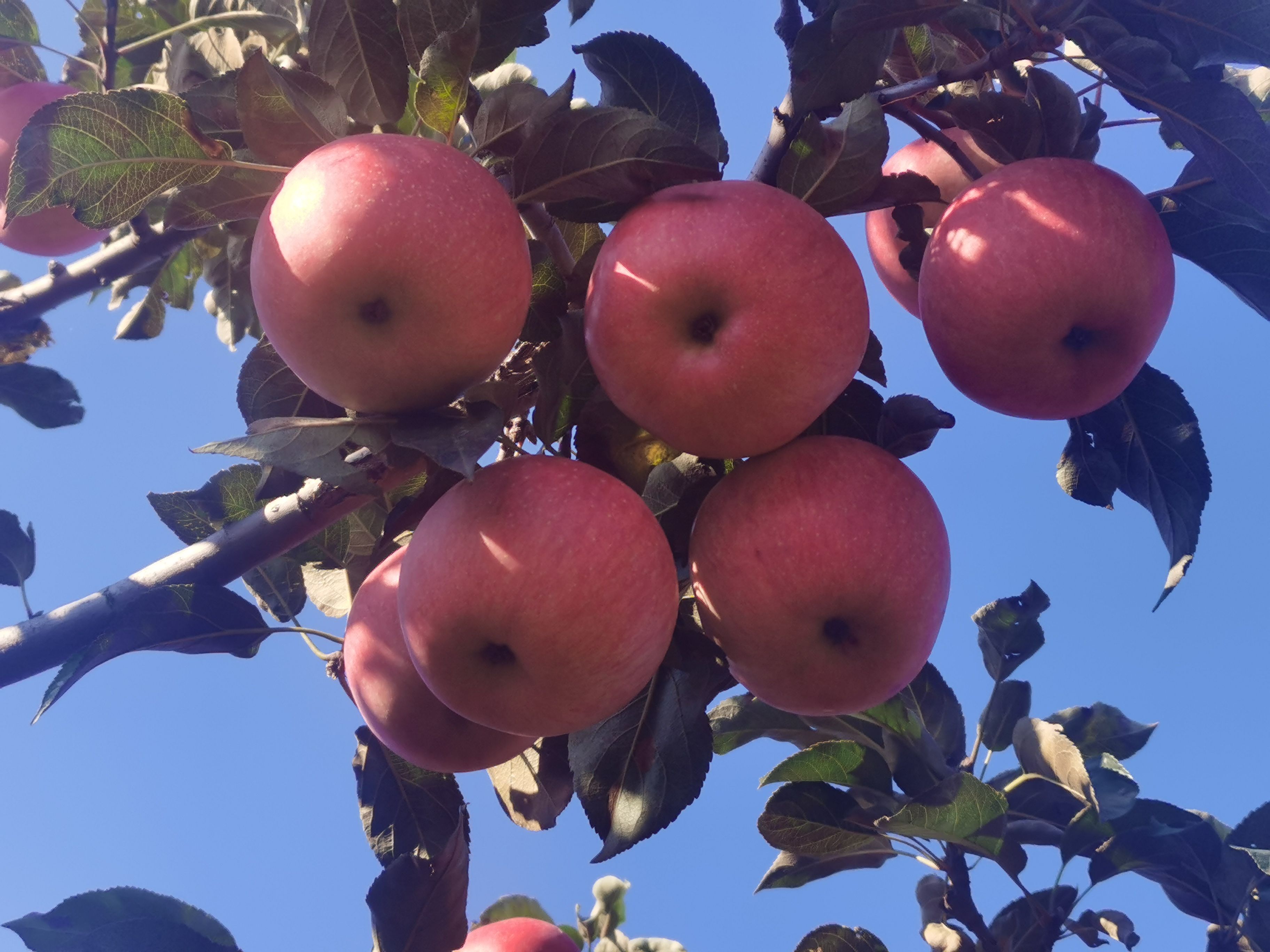 新民市新农乡二十万斤寒富苹果出售，山坡种植，口感好，糖分高