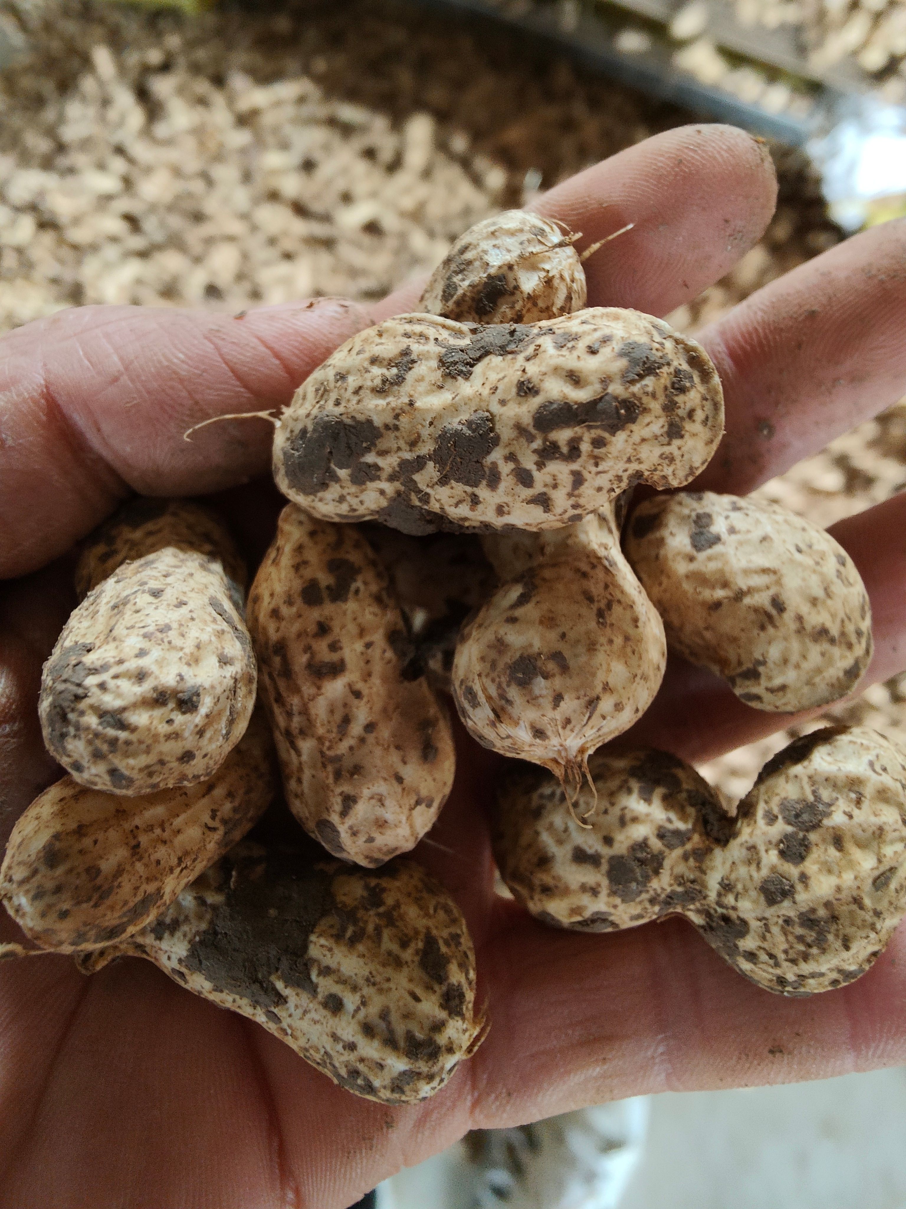  千亩基地直供精品鲜花生，电商，超市，加工厂，保质保量