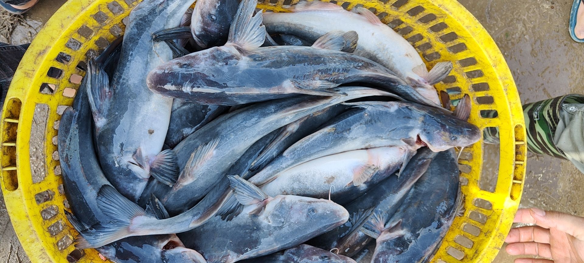 叉尾鮰鱼  鮠鱼，鮰鱼，江团鱼