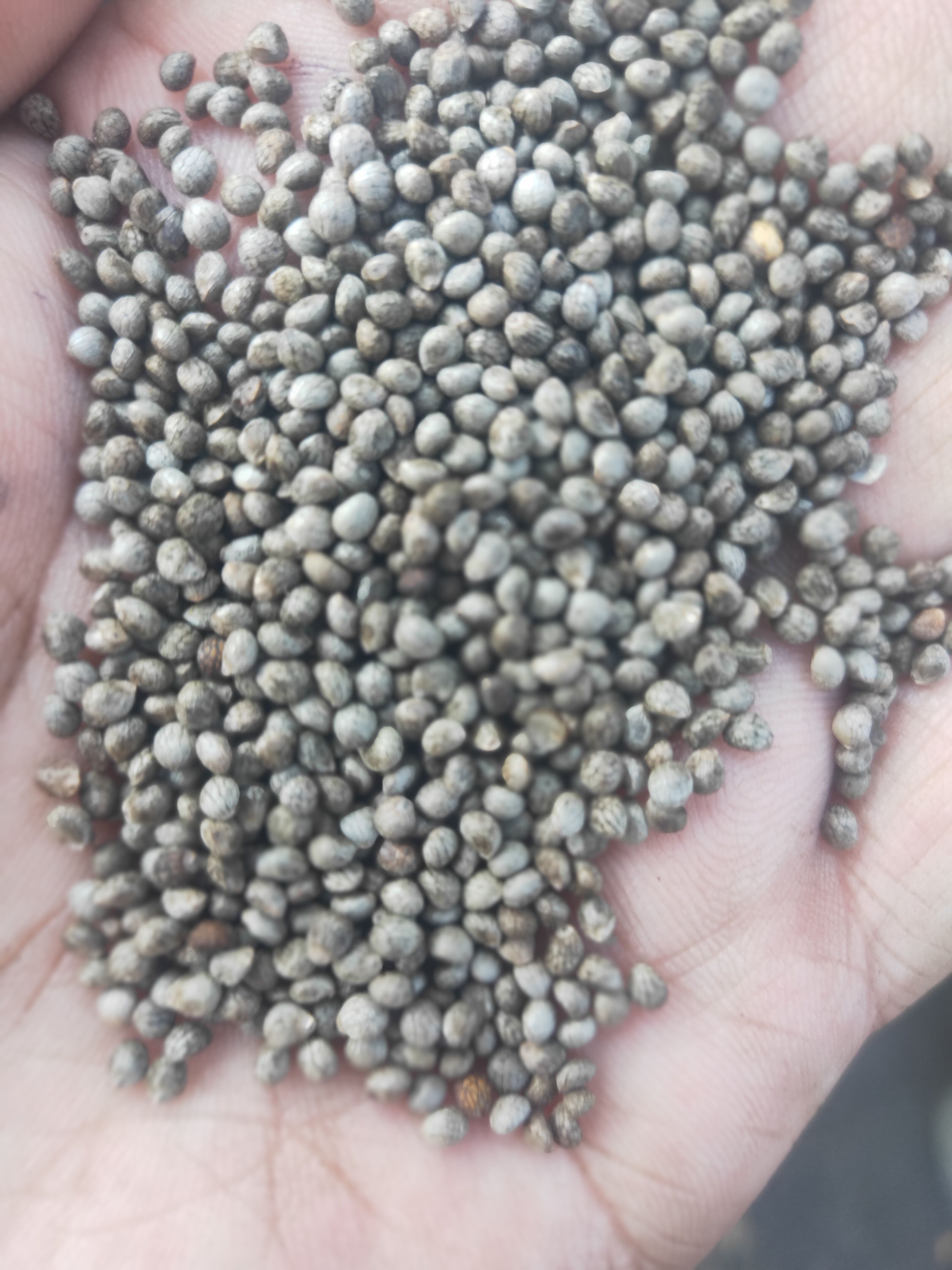 出售2021年东北深灰色苏子，咖啡色苏子，白苏子，一手货源