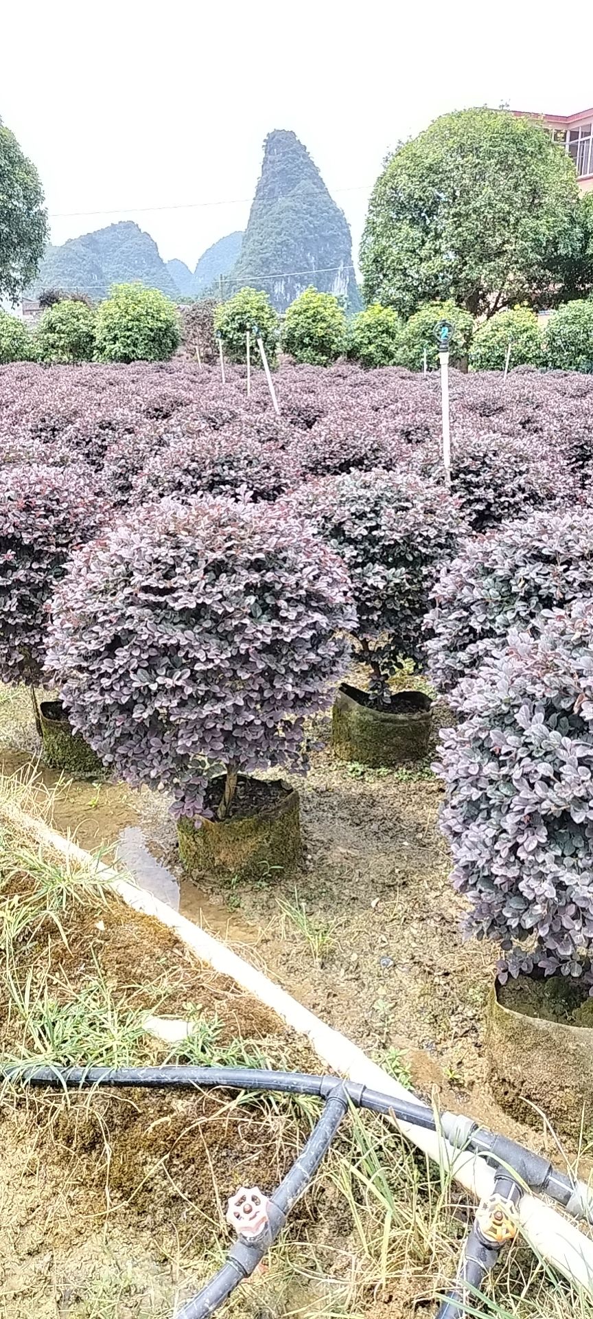黑珍珠红继木  球高度80，冠70/80自家种的苗圃