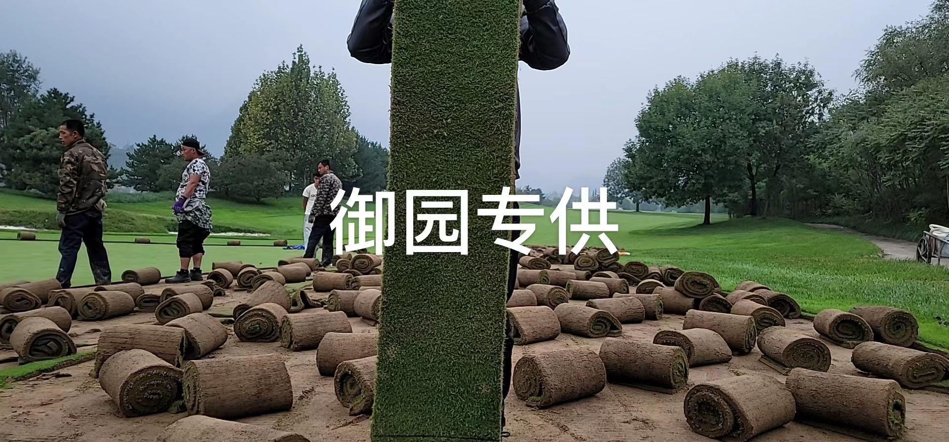 马尼拉草皮 御园基地直供，质量方量保证