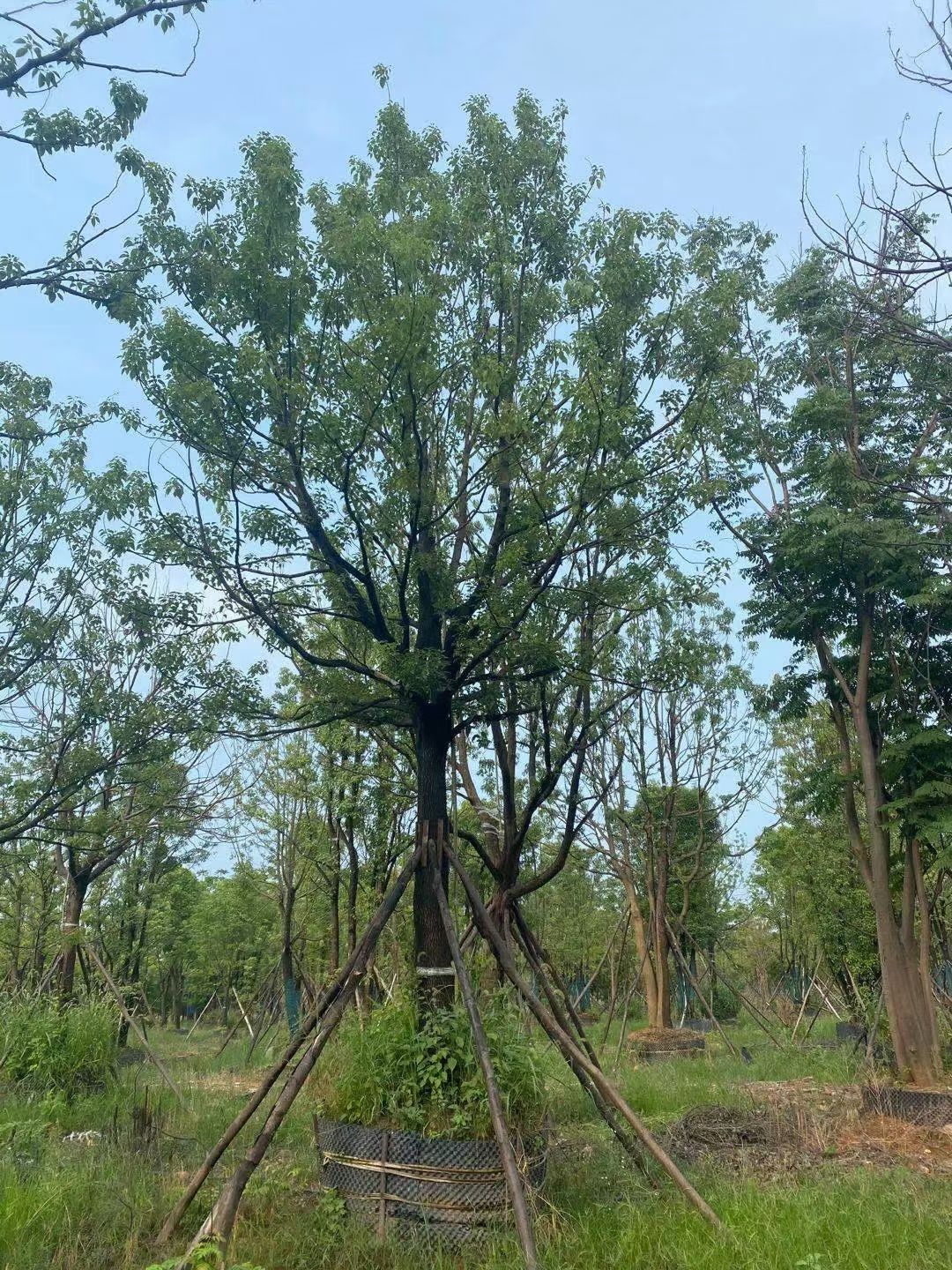  容器香樟