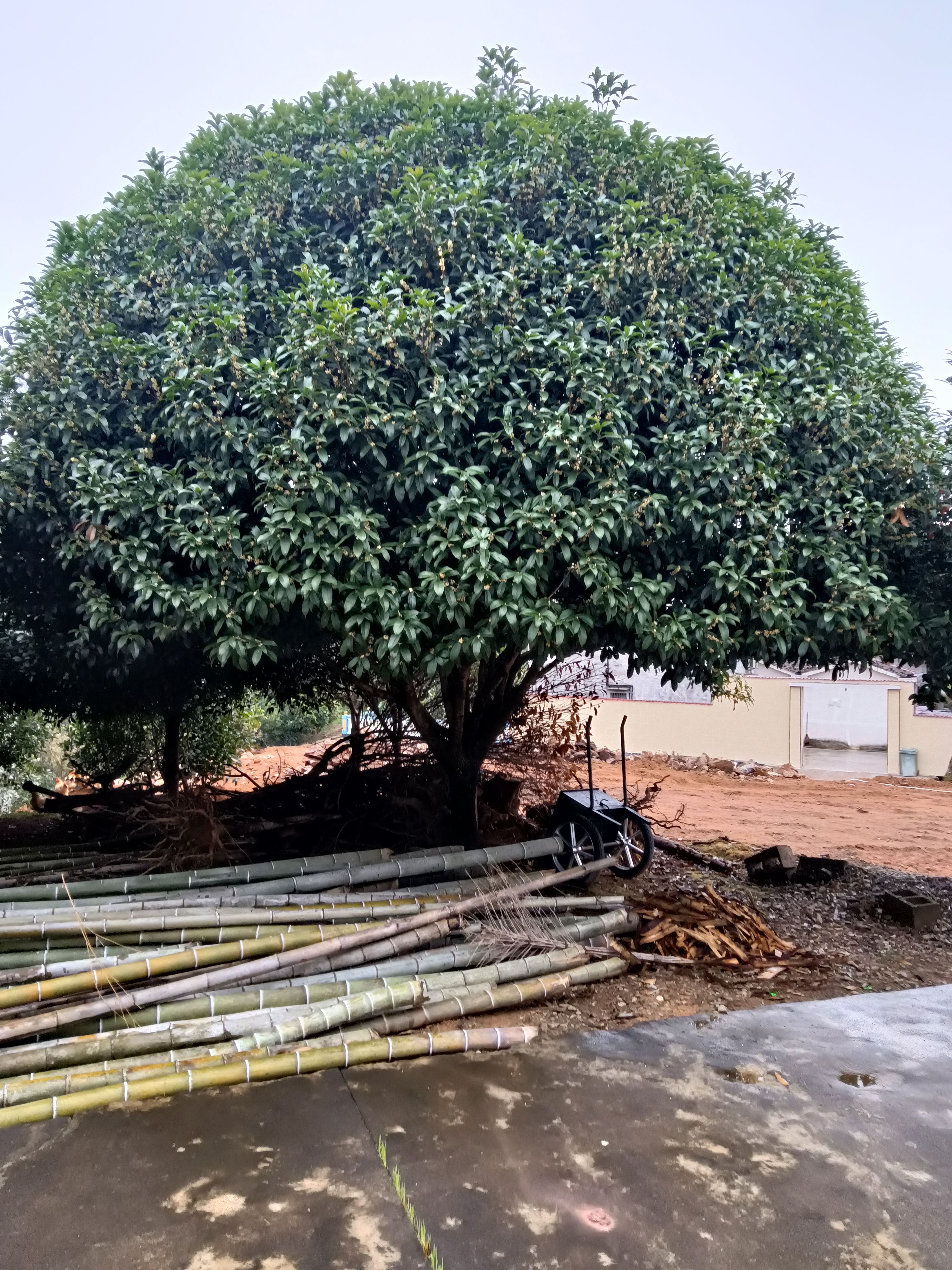 八月桂  精品婑分枝大桂花低价甩了