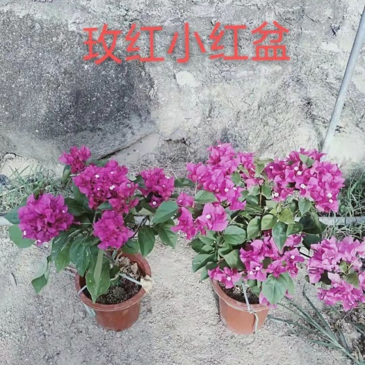东山县玫红三角梅  玫瑰红三角梅