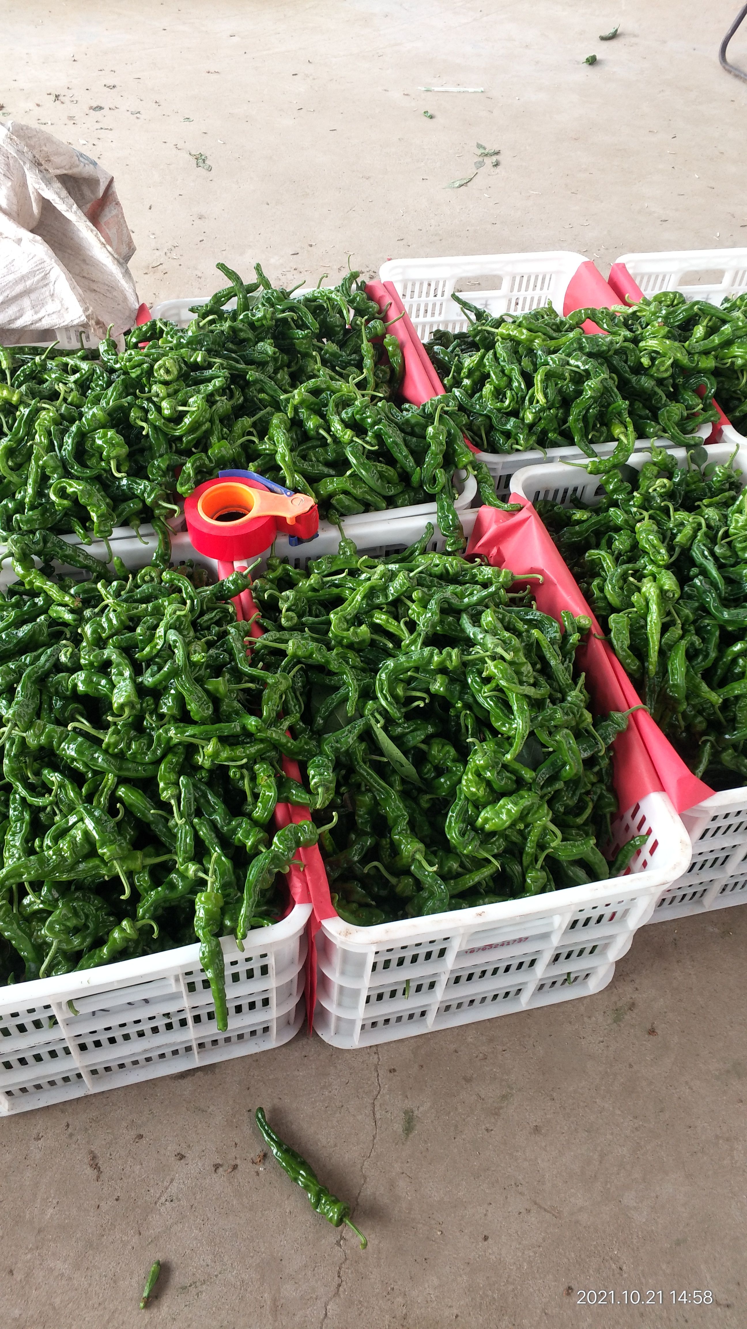 薄皮椒 薄皮辣椒  皱皮辣