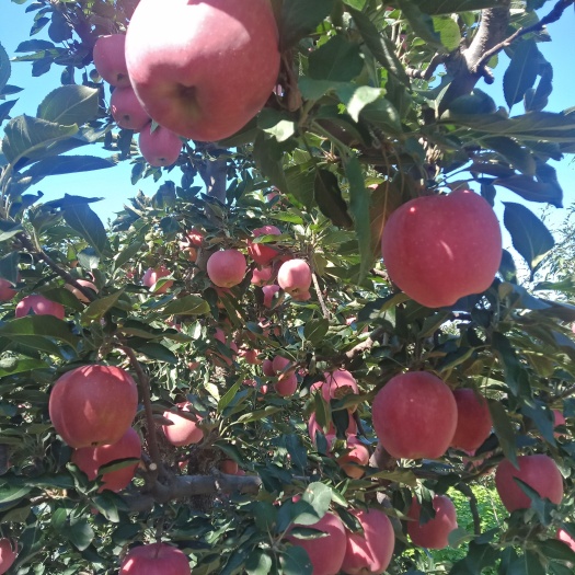 绥中县寒富苹果 寒富三万斤，