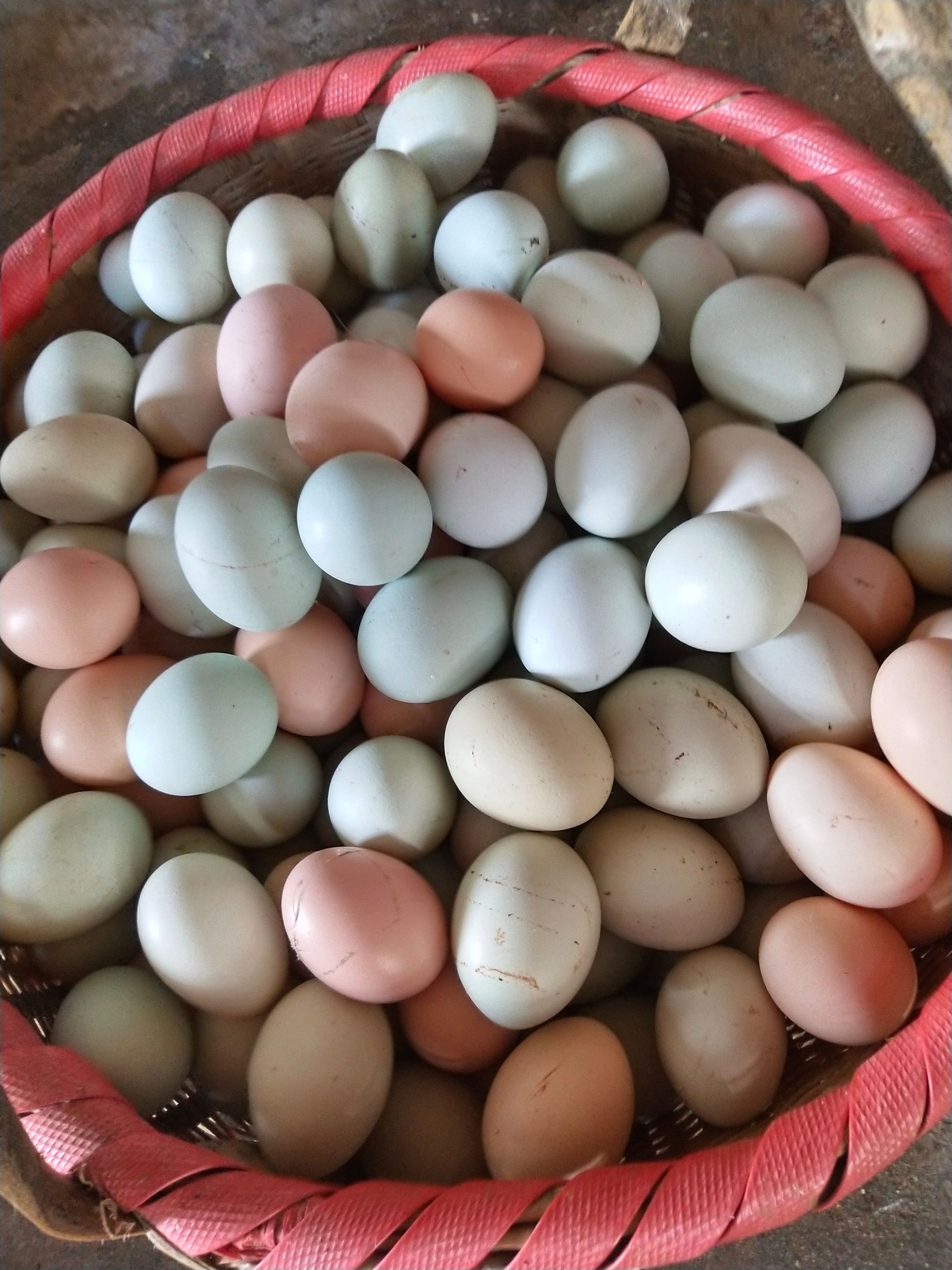 种蛋，初生蛋营养丰富。