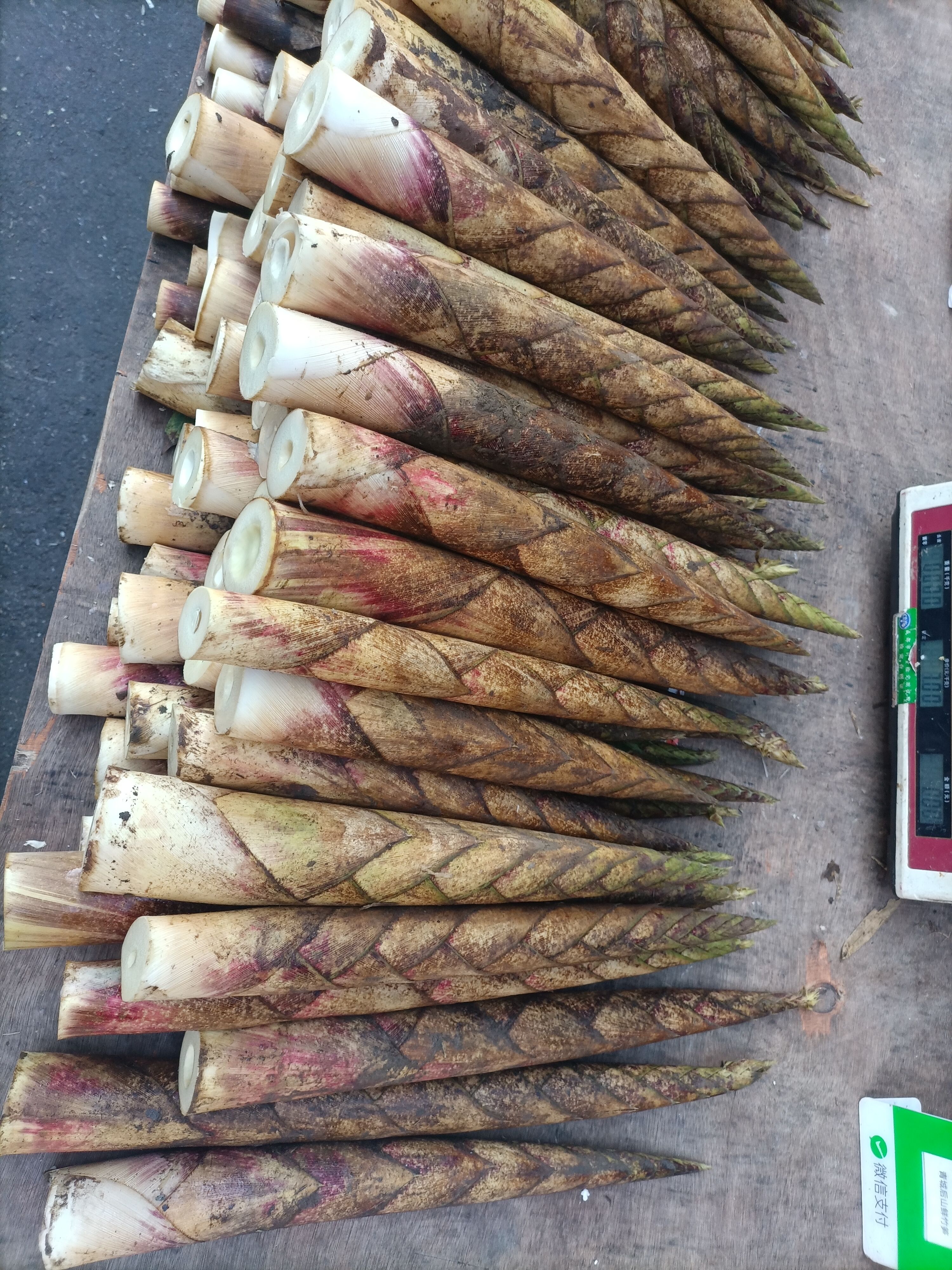  牛尾笋 可炒 烧 凉拌