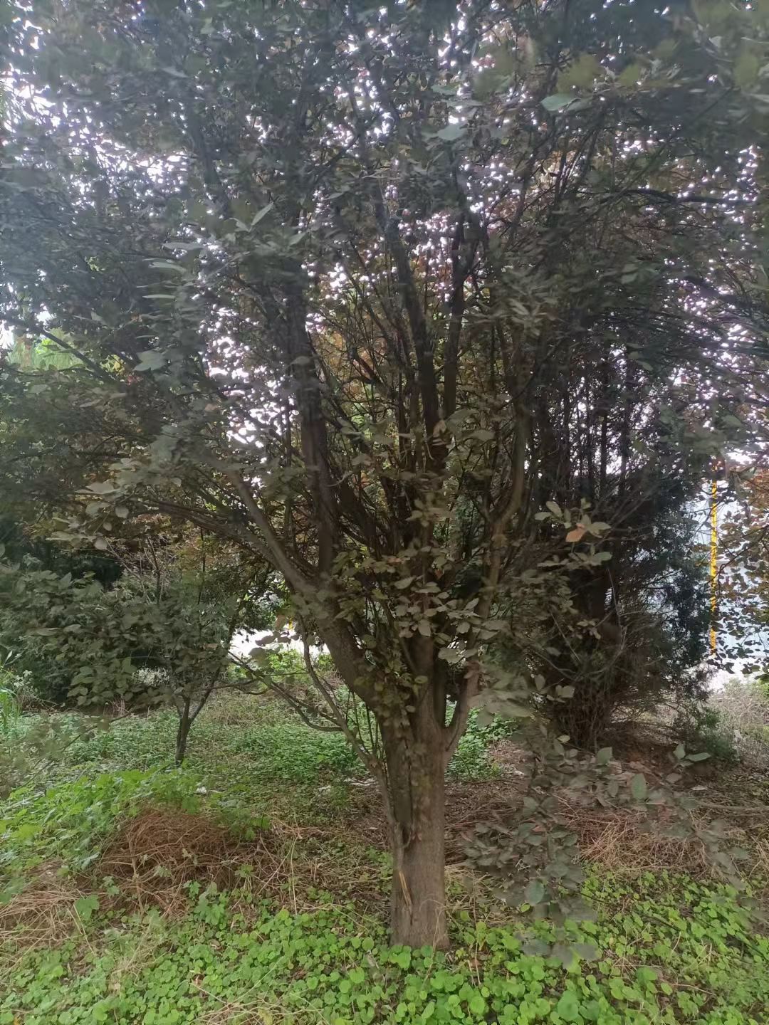 密枝红叶李 紫叶李行道树处理