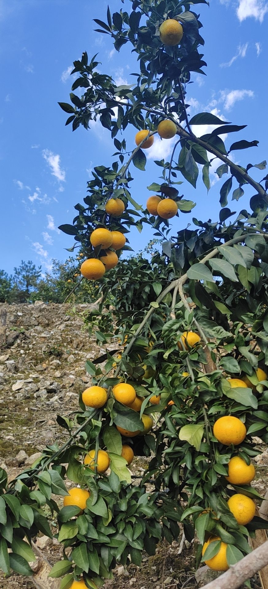 爱媛橙  爱媛38号果冻橙，产地直供，皮薄多汁，诚信经营