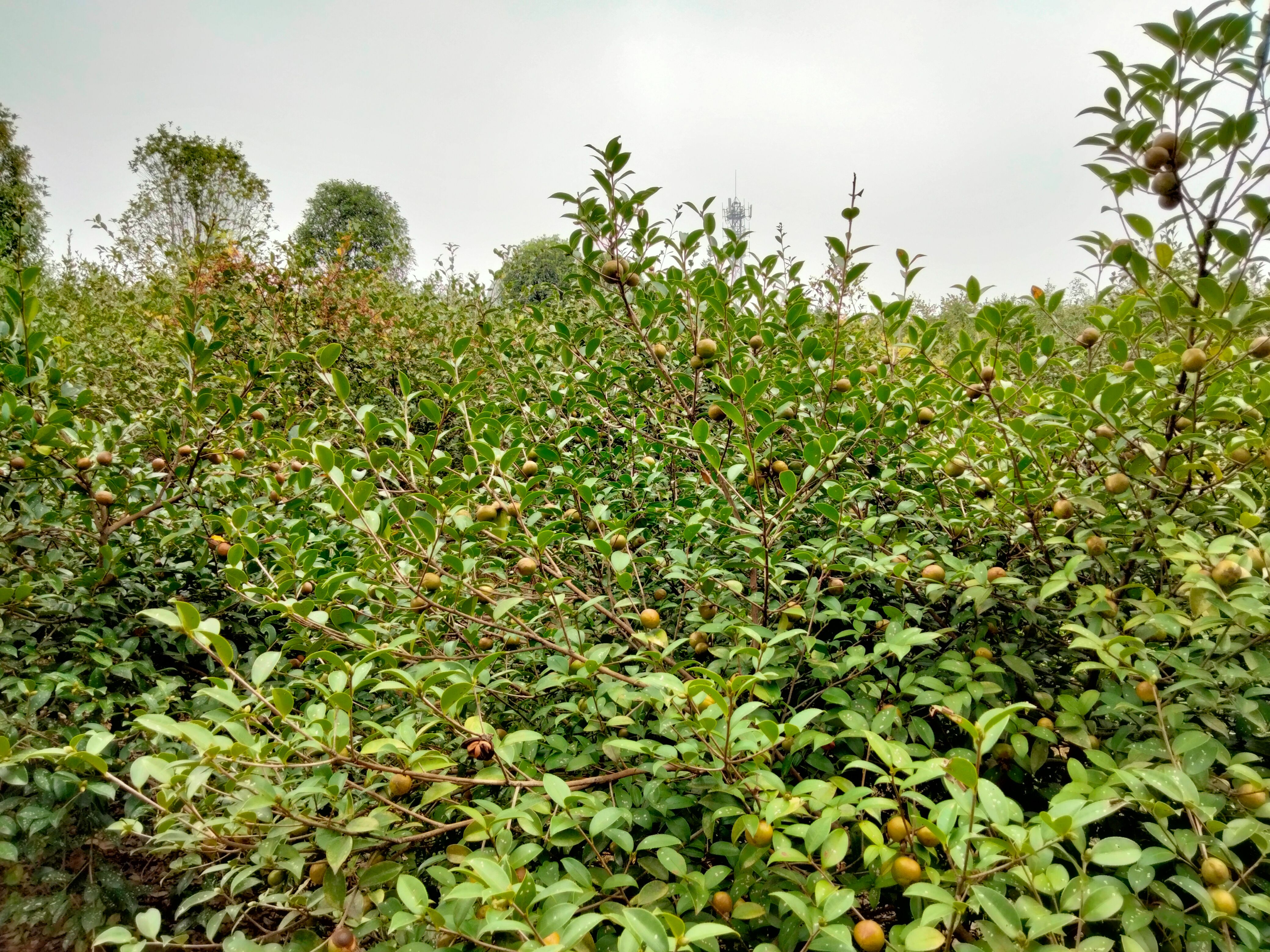茶叶籽  油茶果收市中