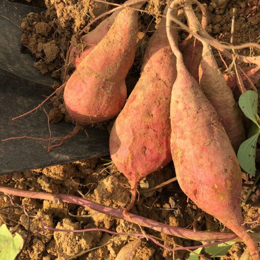 高安市西瓜红品种红薯 常年大量种植及供应 欢迎各位老板前来考察购买