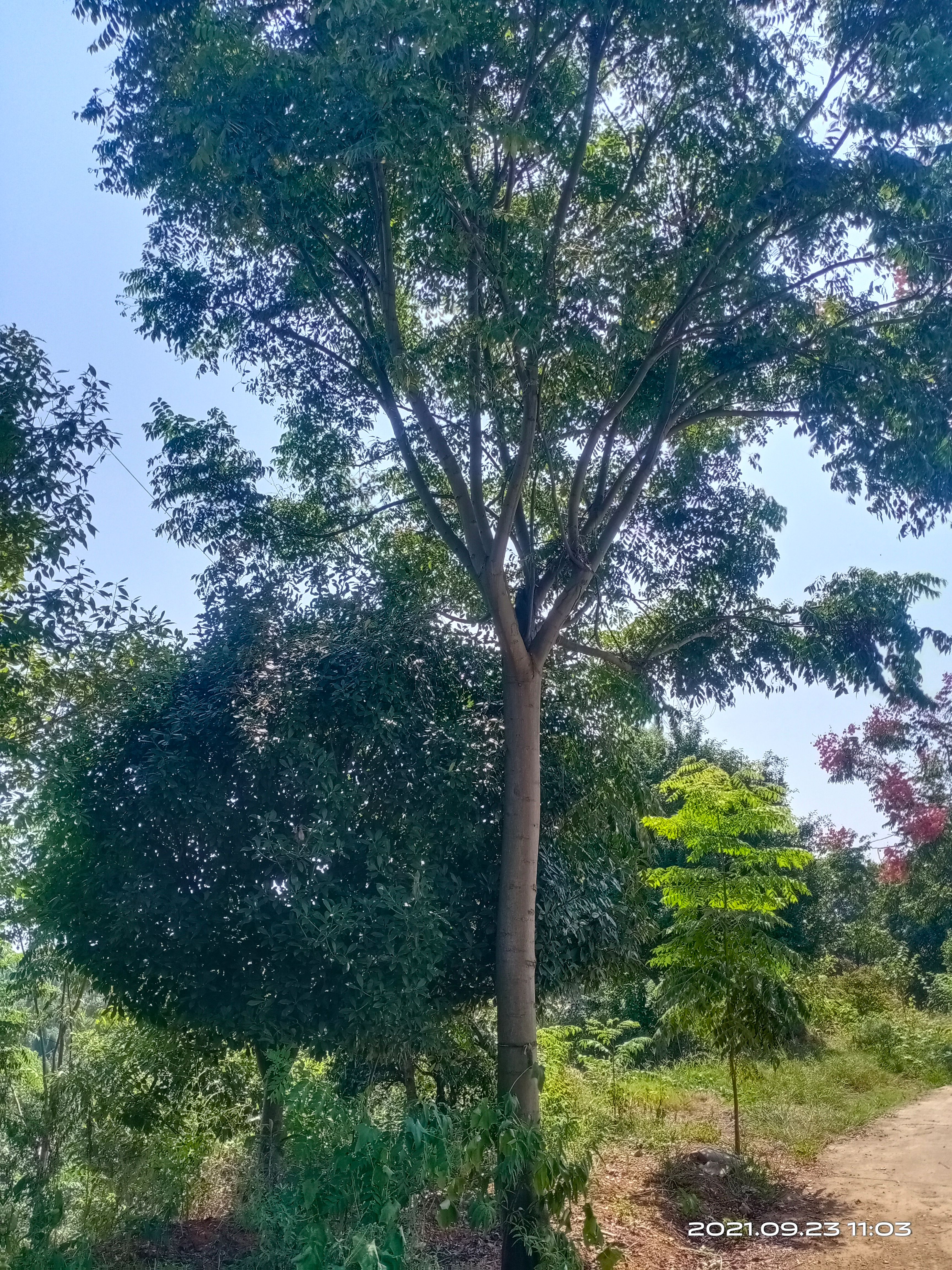 黄山栾树  栾树