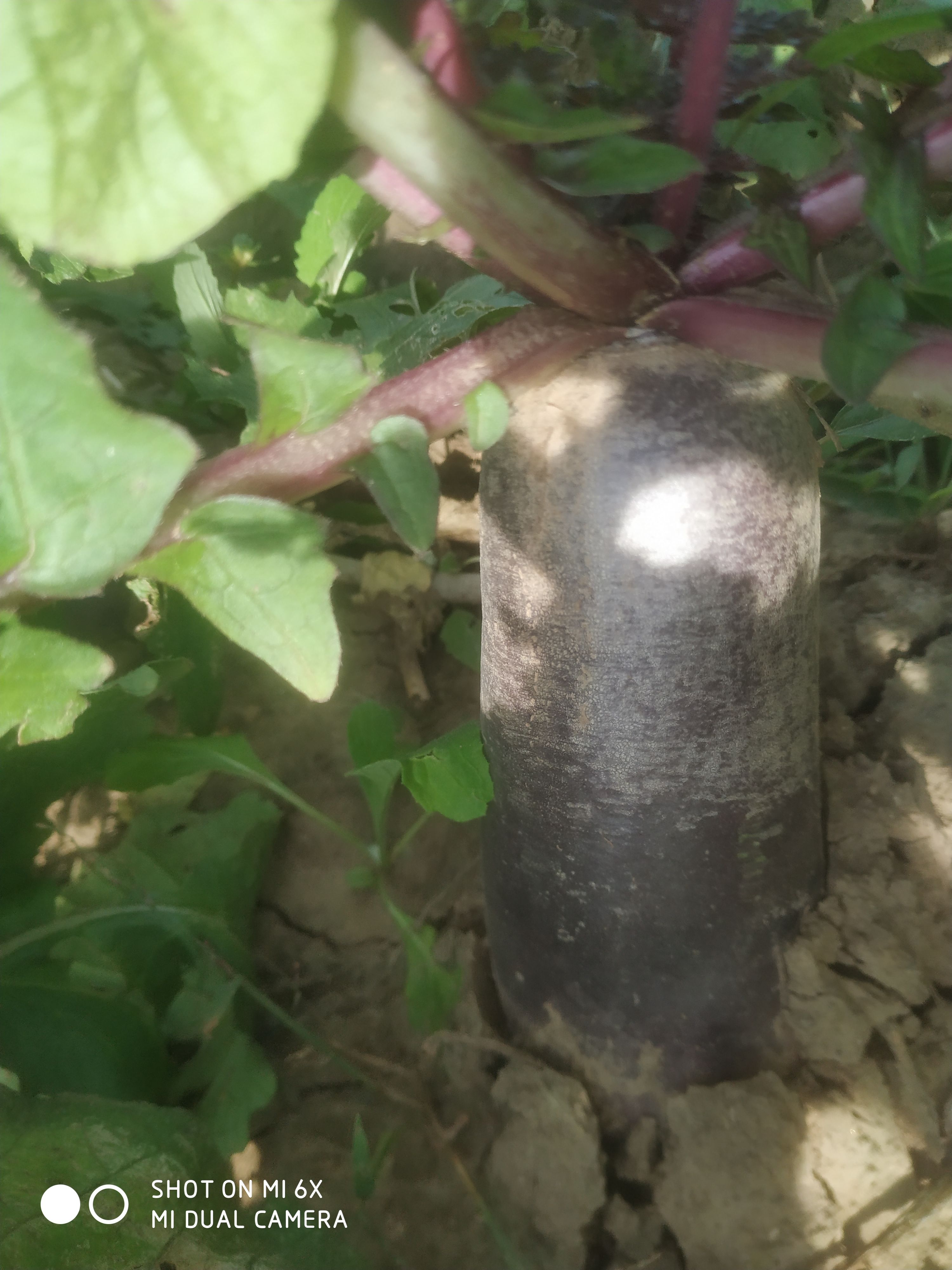 青萝卜  冰淇凌冰糖心萝卜