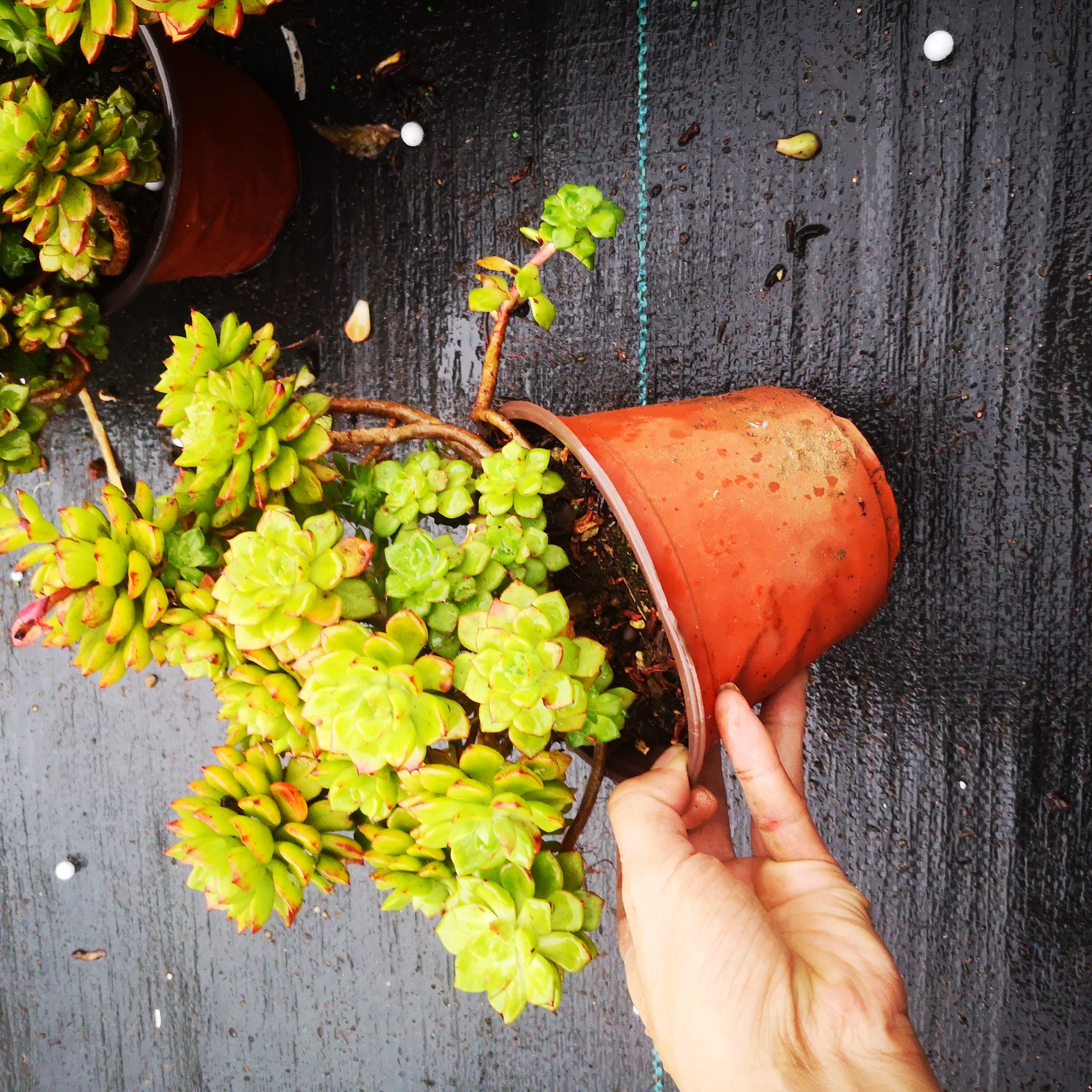  昆明基地直销，老桩整桩火焰蒂亚多肉