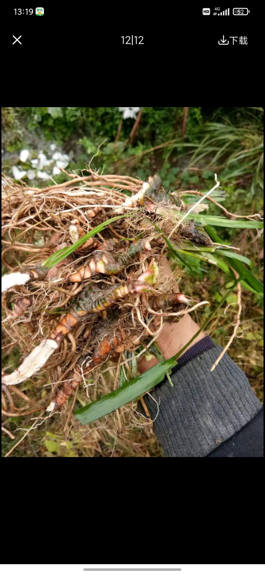 石菖蒲