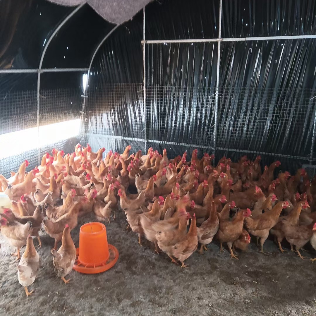 白耳三黄老母鸡