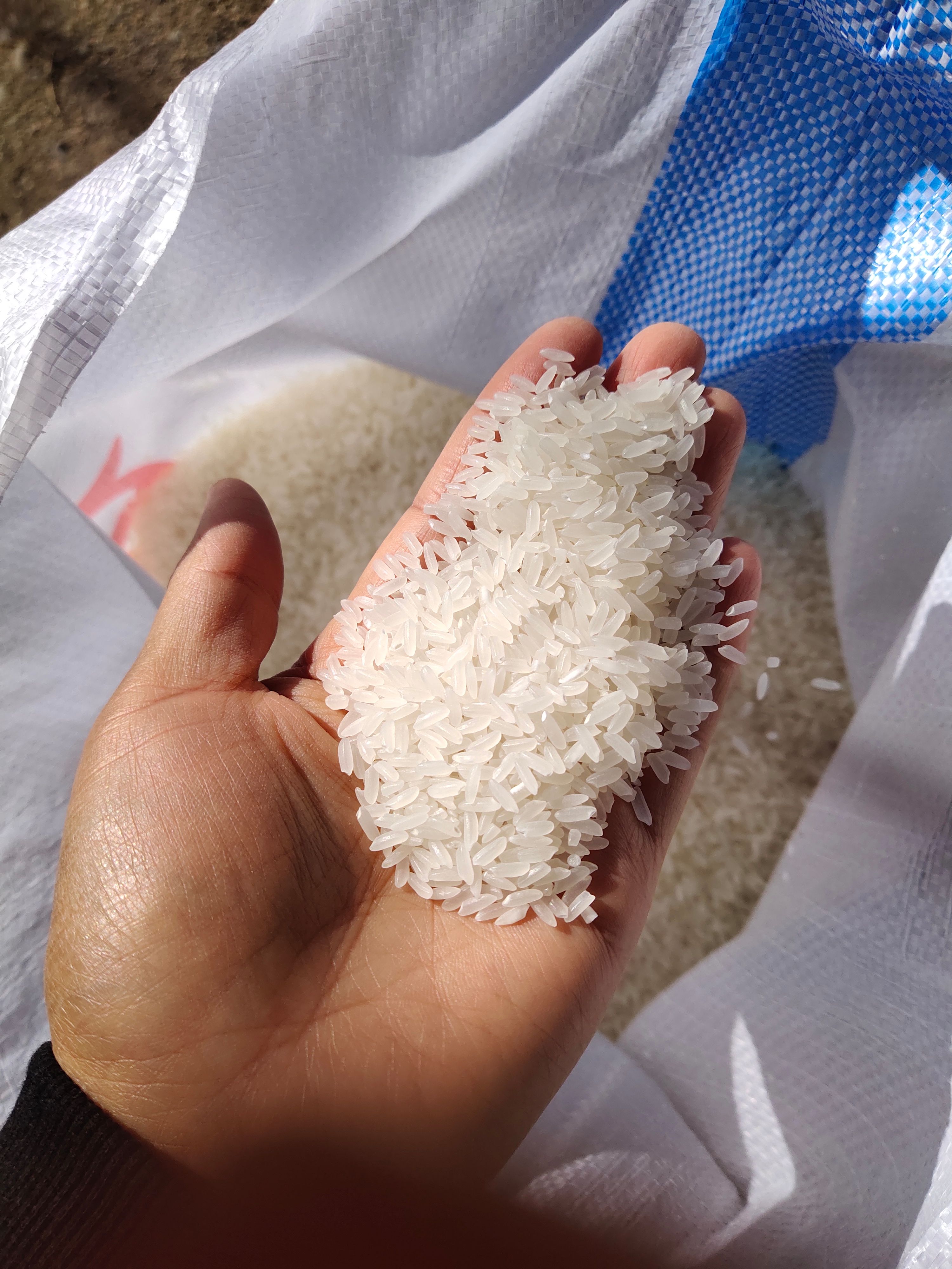 香米  2022年  东北大米 香软可口 原产地发货