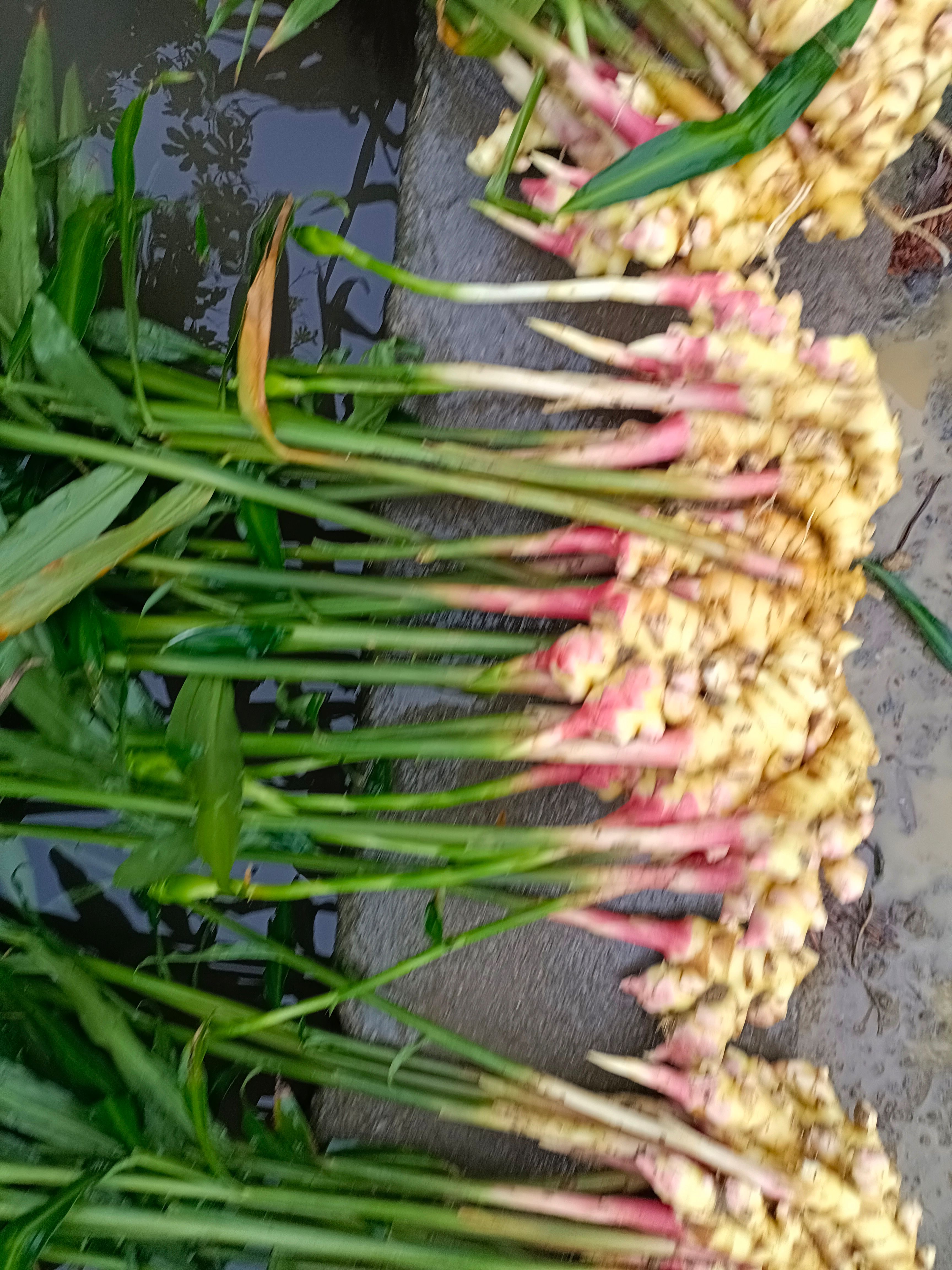  精选优质小黄姜，产地直销，【可代存】保质保量，货源充足