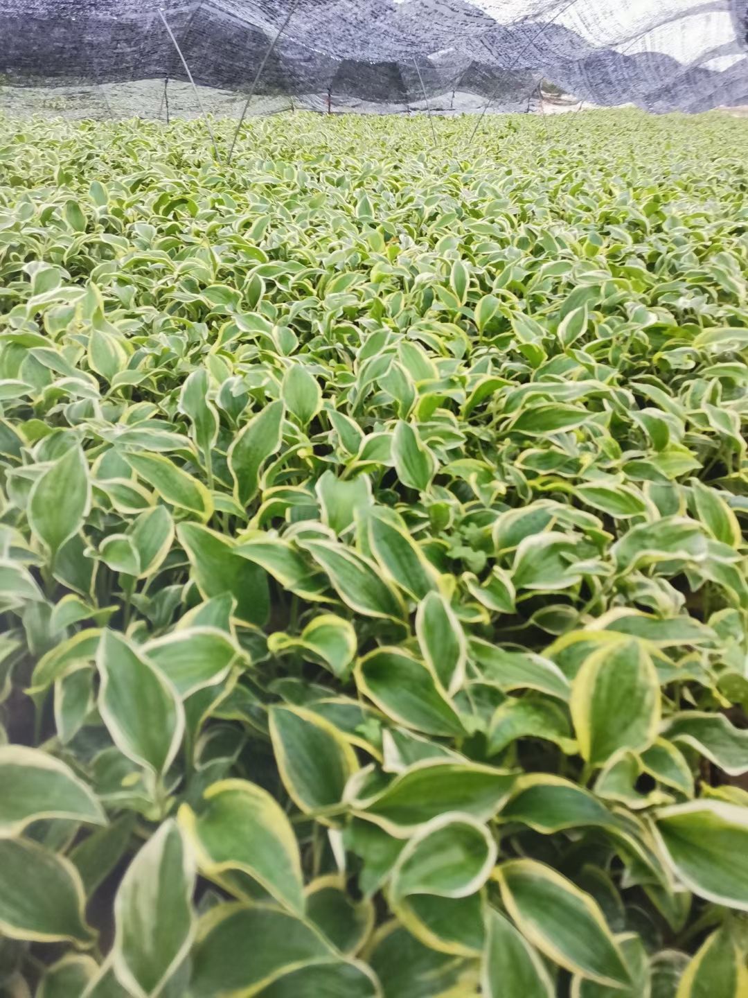 玉簪花  玉簪 基地大量批发玉簪