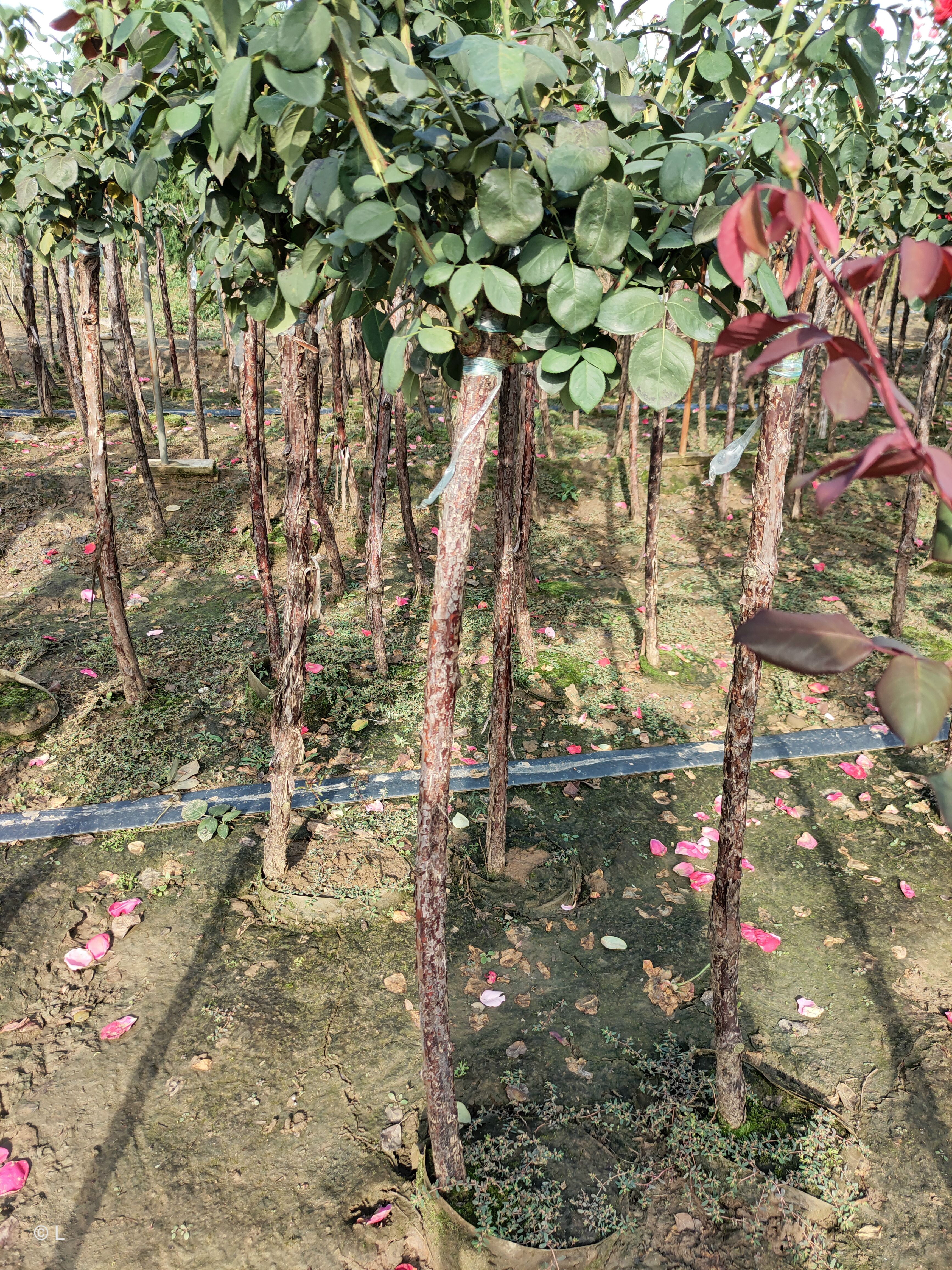  2cm月季树 树状月季精品红黄粉三色随机嫁接