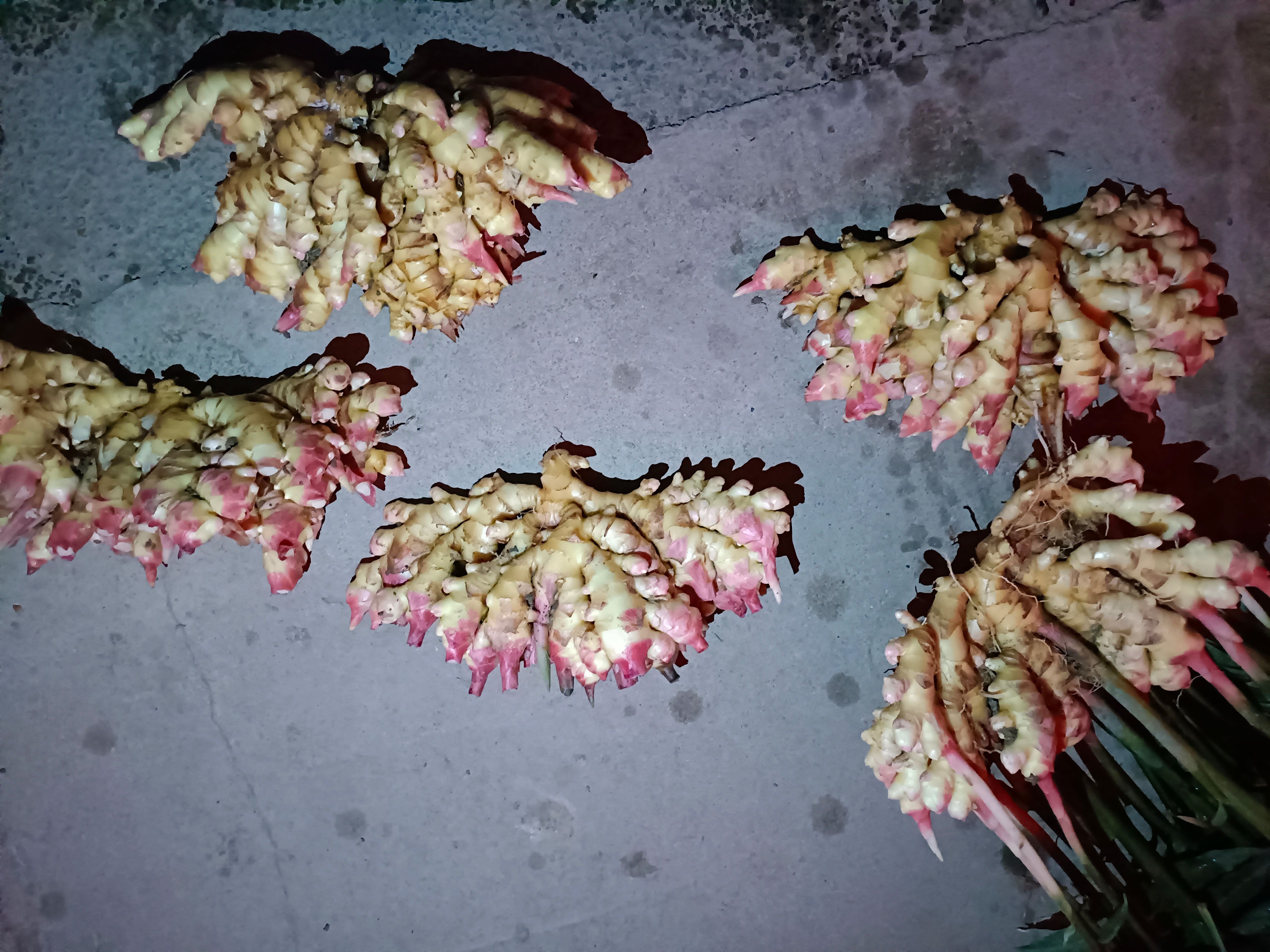  精选优质小黄姜，产地直销，【可代存】保质保量，货源充足