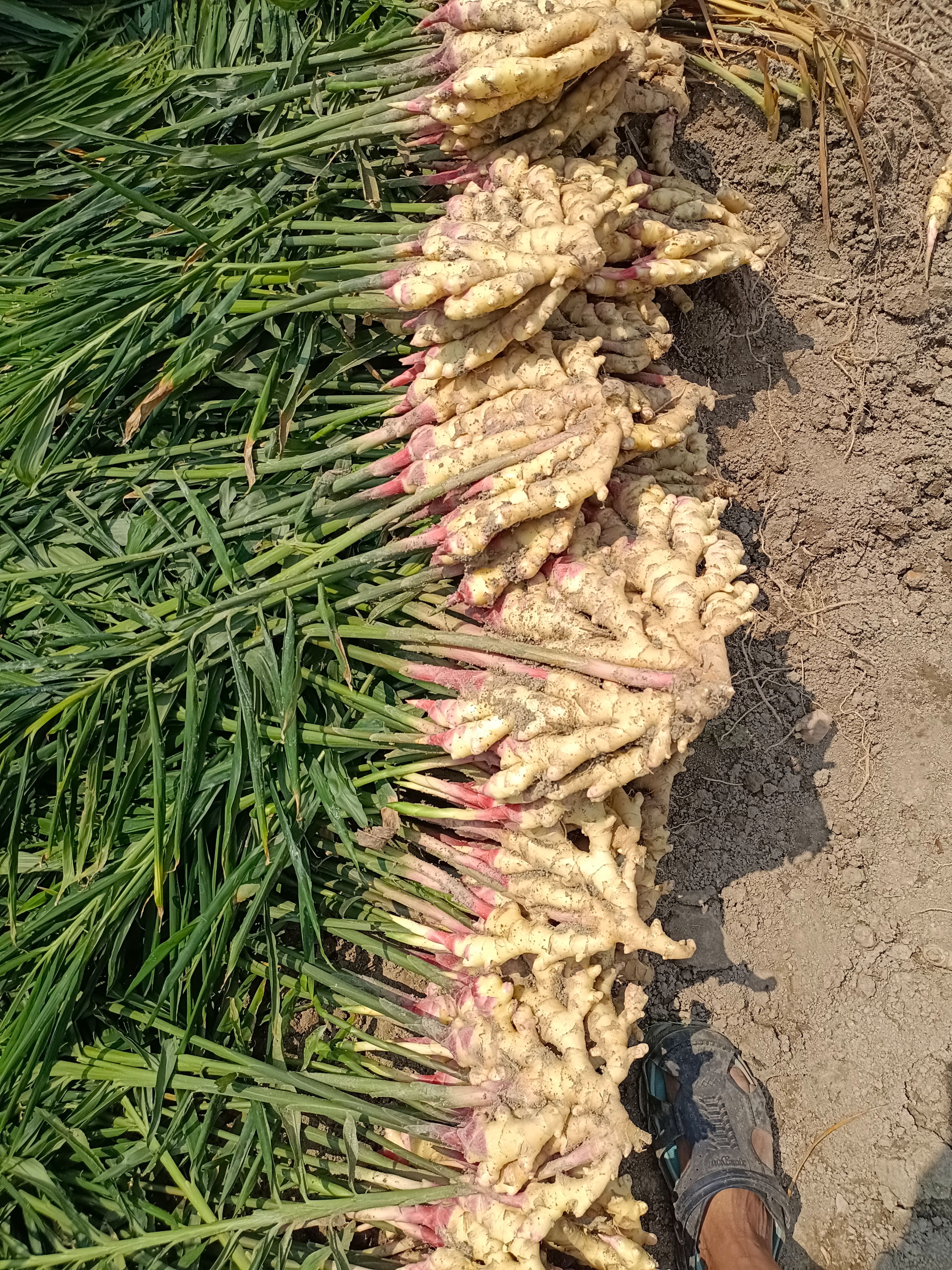  精选优质小黄姜，产地直销，【可代存】保质保量，货源充足