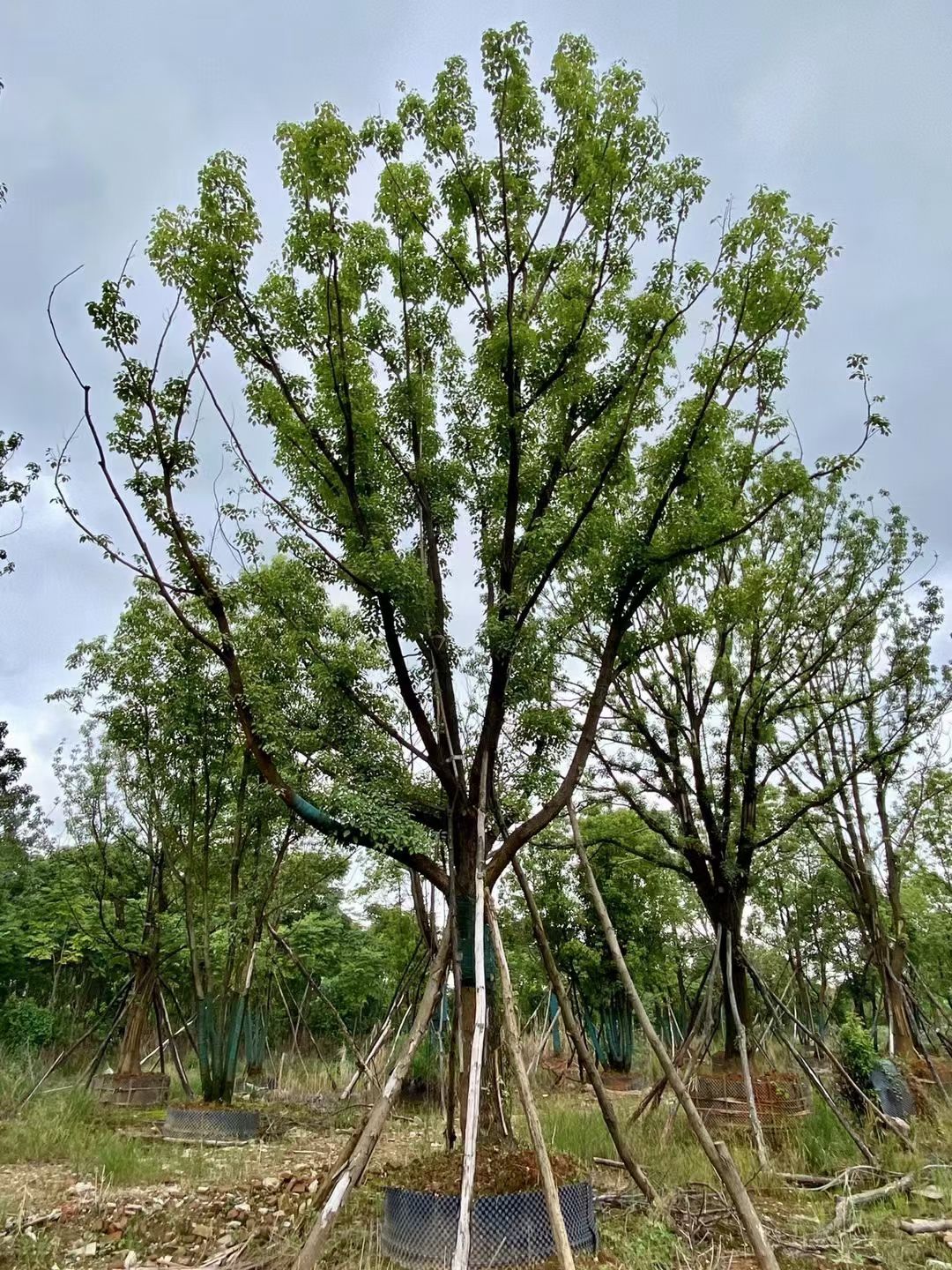 临澧县 容器香樟
