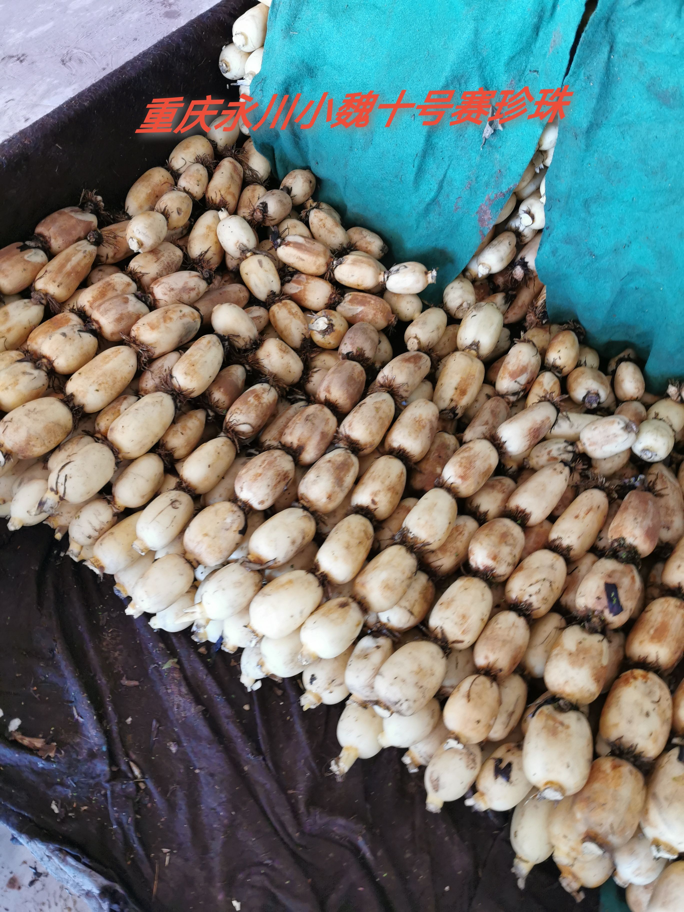 珍珠藕  十号赛珍珠早熟莲藕，二季藕种