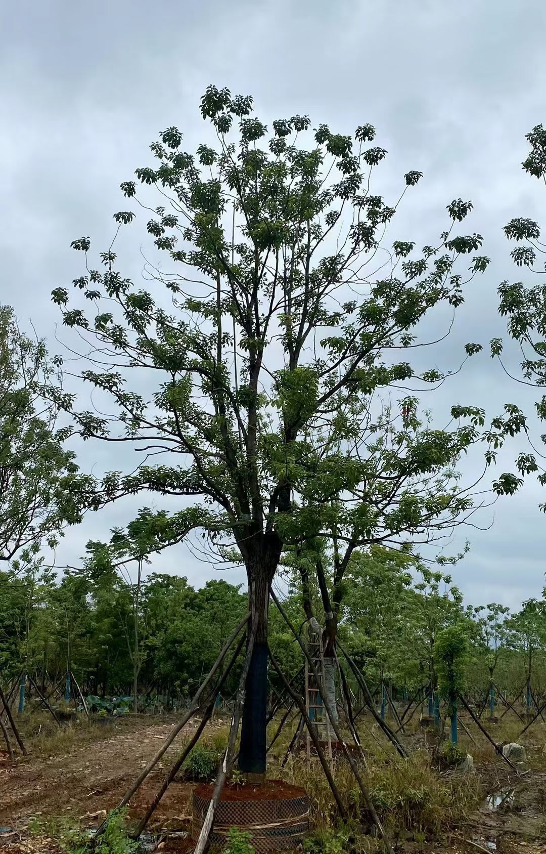  容器香樟