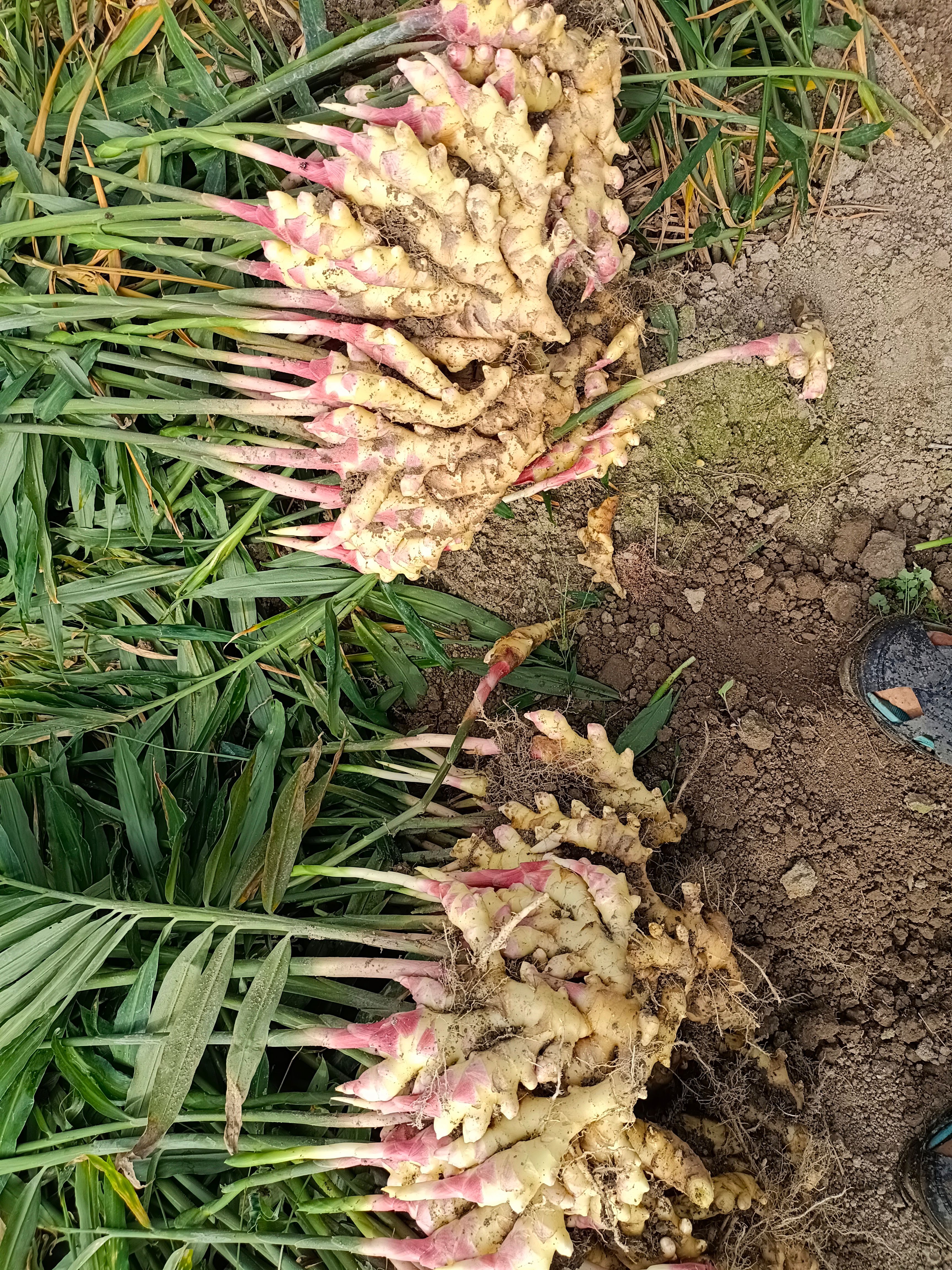  精选优质小黄姜，产地直销，【可代存】保质保量，货源充足